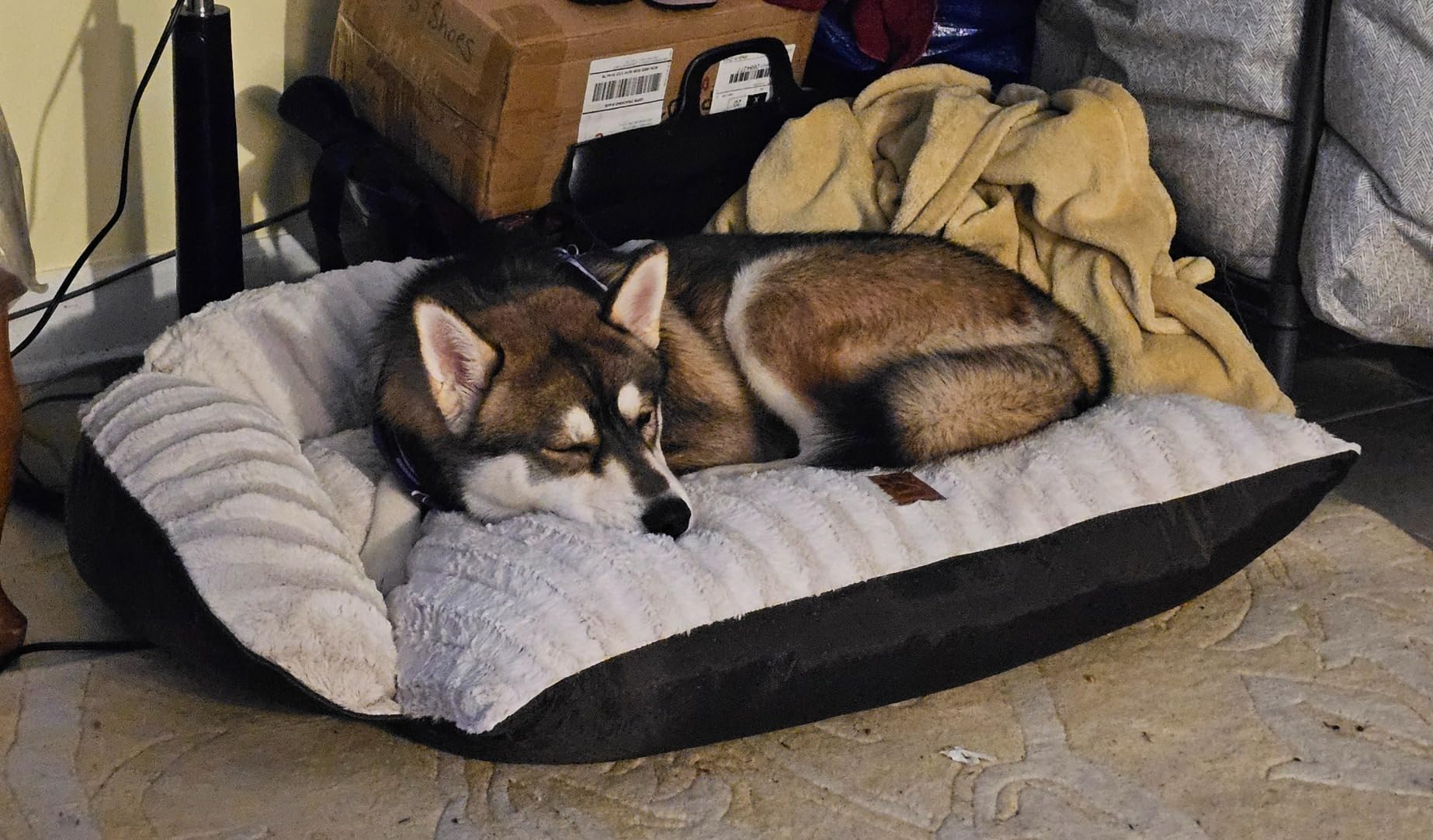 Snoozy Rustic Luxury Mattress Pet Bed, Made in USA customer photo 1