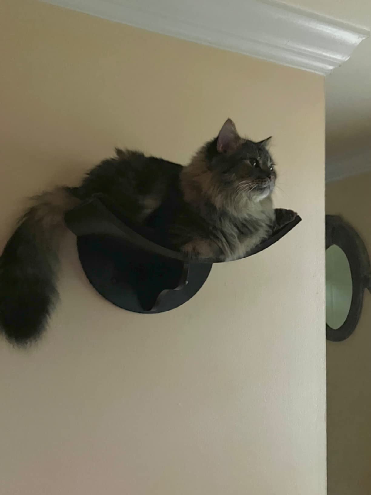 Trixie Wall Mounted Cat Bridge - Space-Saving Cat Wall Shelves for Climbing, Jumping & Vertical Play - Elevated Cat Furniture with 3 Platforms - Espresso Brown, 59.1 x 11.8 x 5.5 in customer photo 1