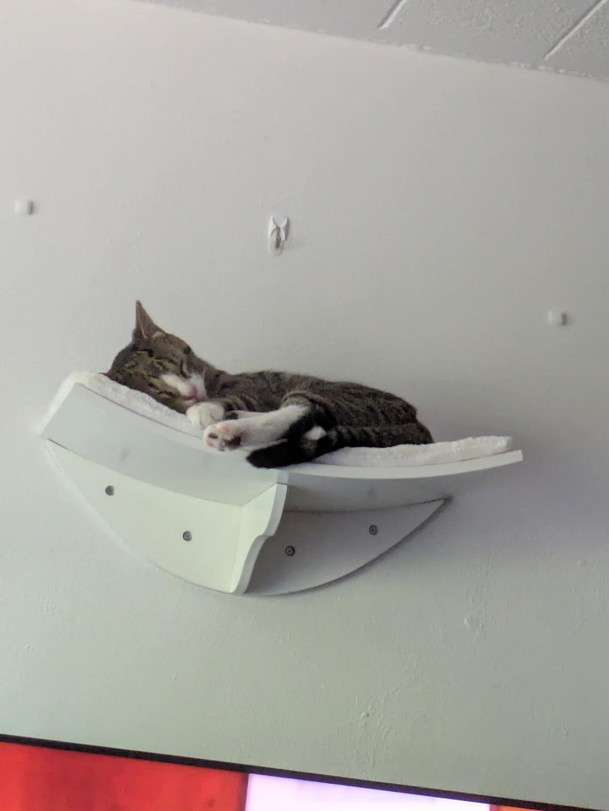 Trixie Wall Mounted Cat Bridge - Space-Saving Cat Wall Shelves for Climbing, Jumping & Vertical Play - Elevated Cat Furniture with 3 Platforms - Espresso Brown, 59.1 x 11.8 x 5.5 in customer photo 2