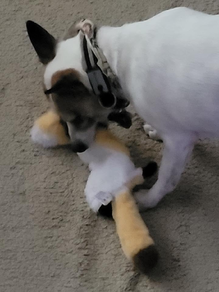 Dog Squeak Toys, No Stuffing Plush Dogs Chew Toy Bundle for Small Medium Large Breed Chewer Tough Durable Squeaky Pet Fetch Puppy Teething Chewing Interactive to Keep Them Busy Best Birthday Gift customer photo 2