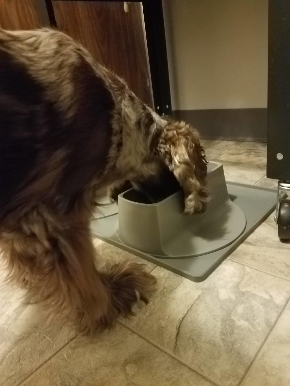 Ear Clear Dog Bowl and Mat Set, No Spill Food and Water Bowls with Mat, Perfect Feeding Tray Set for Long Eared Dog or Breeds, No Mess Dog Bowl 36 oz Feeder Bowl Set, Hounds, Cocker Spaniels, Setters customer photo 1