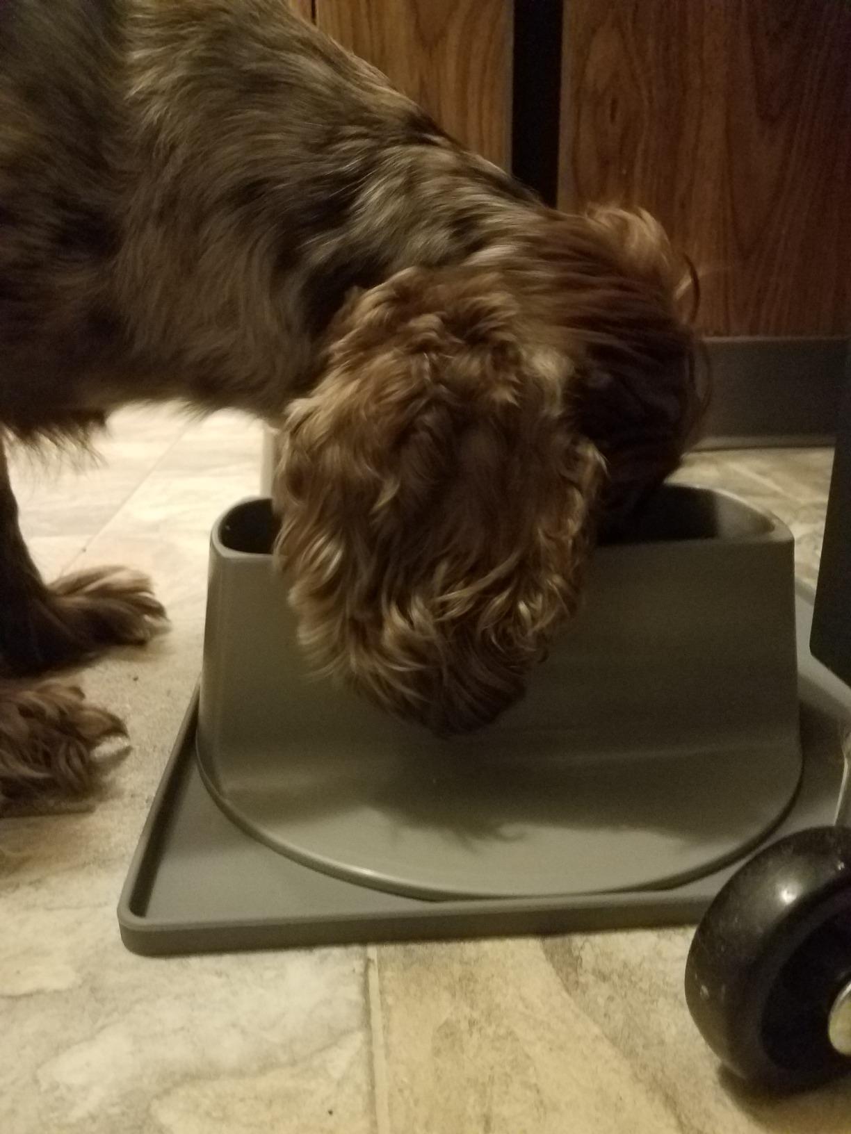 Ear Clear Dog Bowl and Mat Set, No Spill Food and Water Bowls with Mat, Perfect Feeding Tray Set for Long Eared Dog or Breeds, No Mess Dog Bowl 36 oz Feeder Bowl Set, Hounds, Cocker Spaniels, Setters customer photo 2