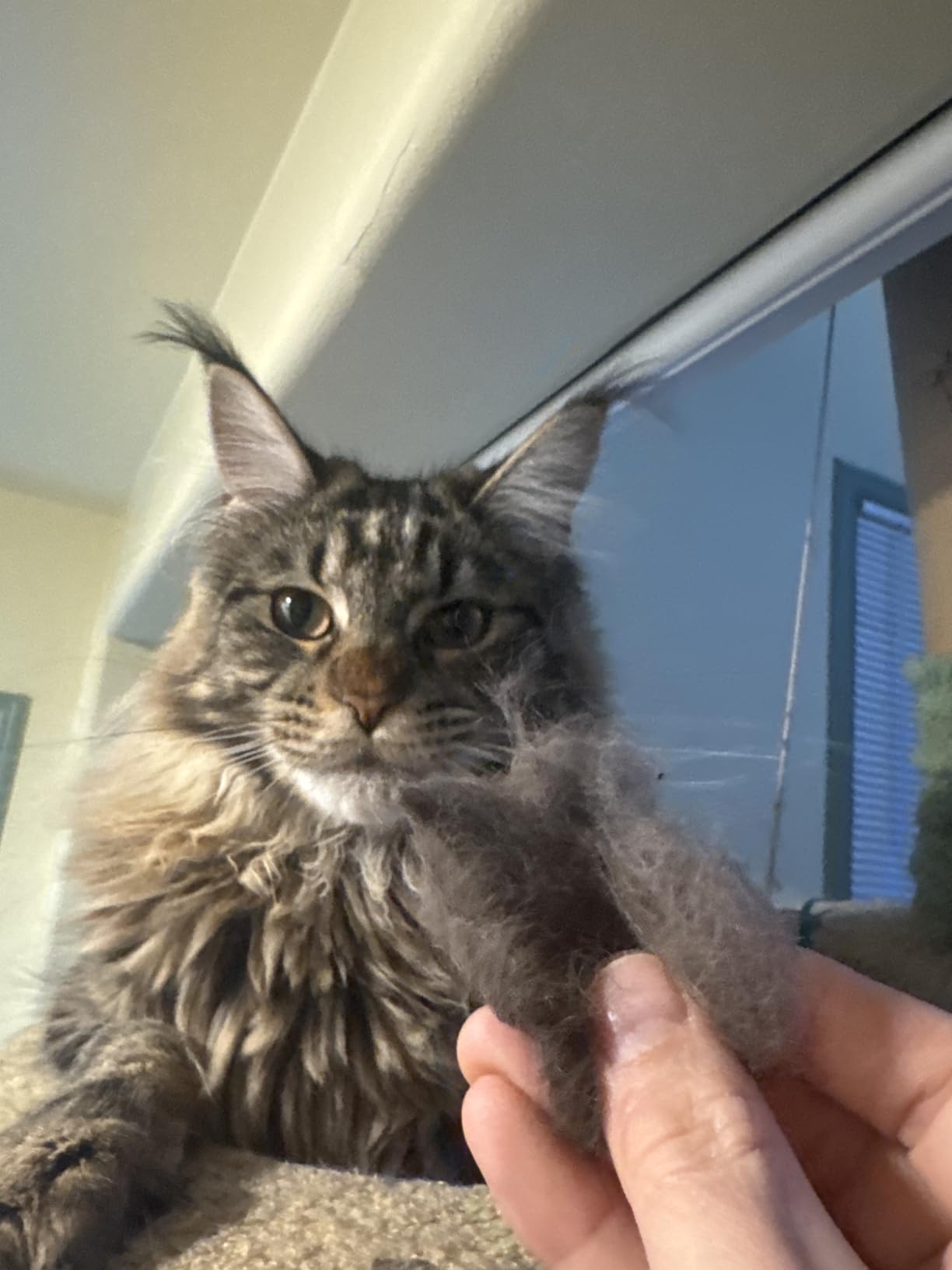 H HANDSON Pet Grooming Gloves - Patented #1 Ranked, Award Winning Shedding, Bathing, & Hair Remover Gloves - Gentle Brush for Cats, Dogs, and Horses (Mono Green, Small) customer photo 1