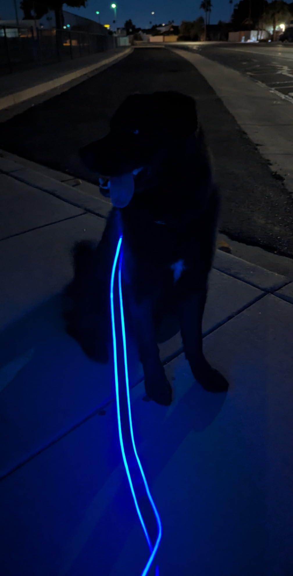 Nite IZE NiteDog Rechargeable LED Leash - Rechargeable LED Light Dog Leash with Padded Handle - Dog Walking Accessories for Walking & Running - 5 Feet, Blue customer photo 1