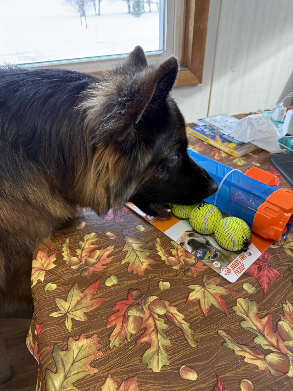 Nerf Dog Tennis Ball Blaster Dog Toy Gift Set, Tennis Ball Dog Fetch Toy Launches up to 50 ft, Dog Ball Thrower for All Breeds Includes Translucent Blue Tennis Ball Launcher and 3 Dog Tennis Balls customer photo 1