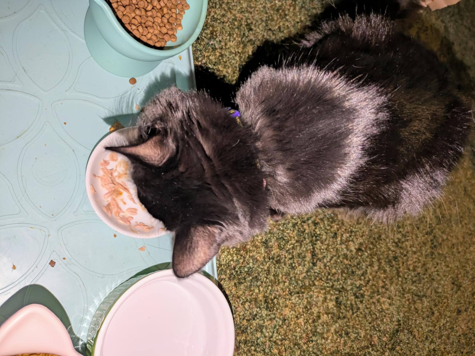 Reveal Fish Variety Pack Wet Cat Food in Broth 12-Pack 3-Flavor, High Protein, Limited Ingredient, Grain Free, Natural Canned Cat Food, No Fillers, No By-Products (12 x 2.47 oz Cans) customer photo 1