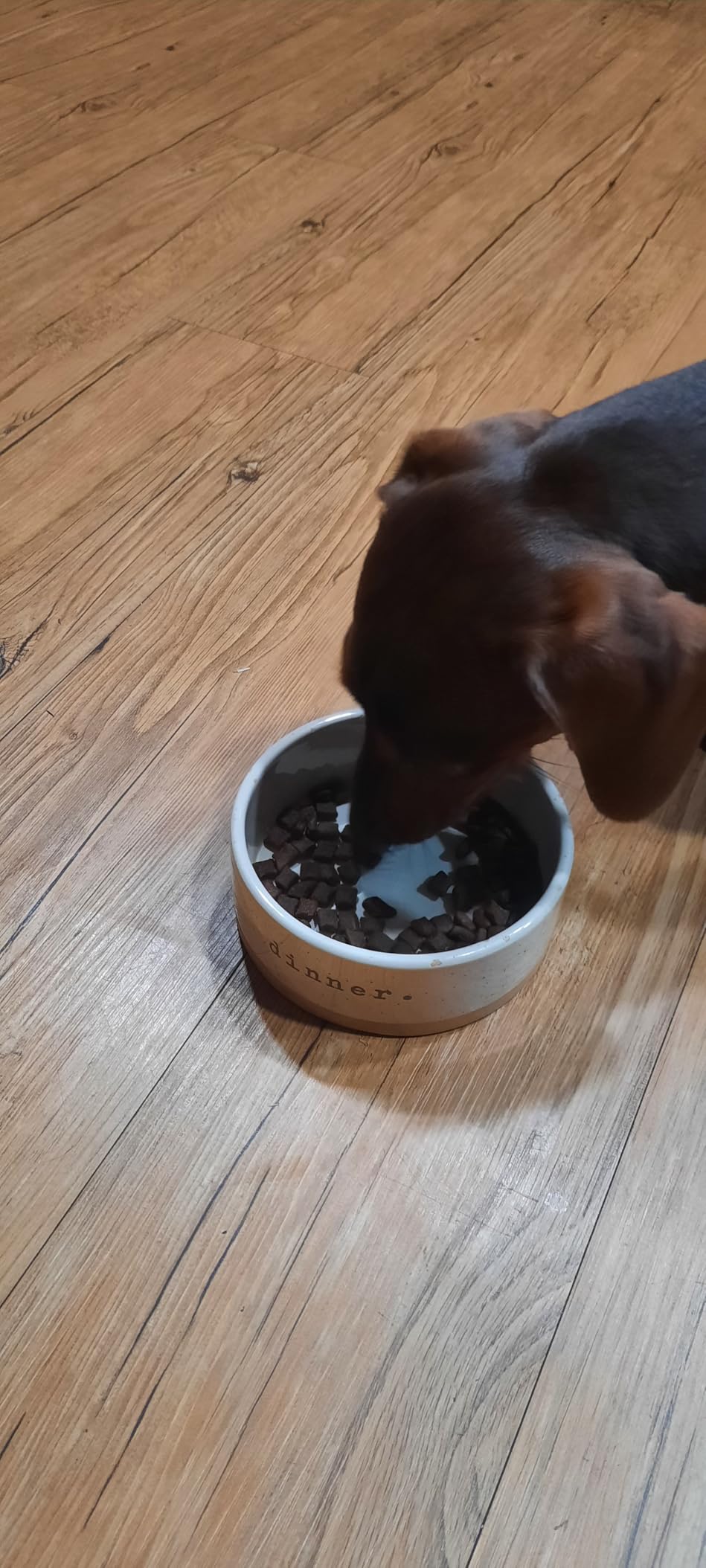 ORIJEN Grain Free WHOLEPREY Dry Dog Food Small Breed Recipe, 4lb - 85% Fresh or Raw Ingredients, High Protein customer photo 2