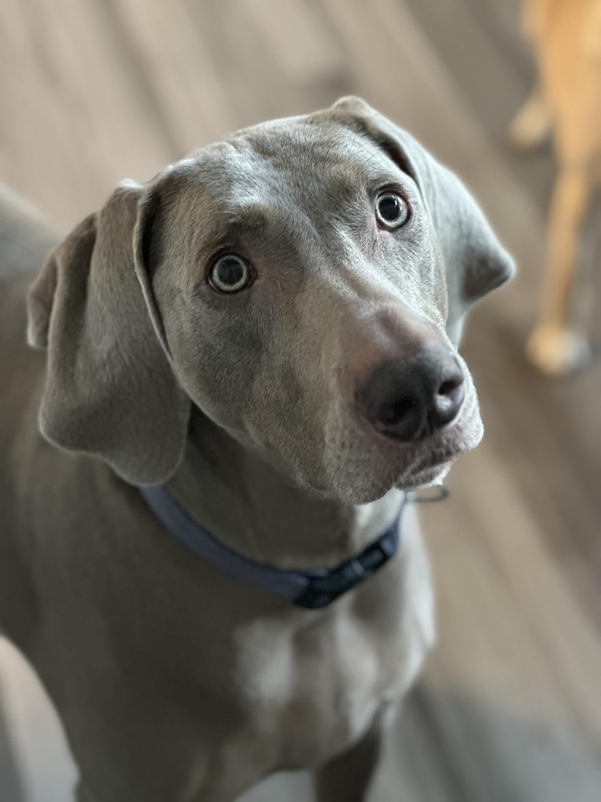 Natural Balance Limited Ingredient Adult Dry Dog Food - Grain-Free, Salmon & Sweet Potato Recipe, 24 lb customer photo 1