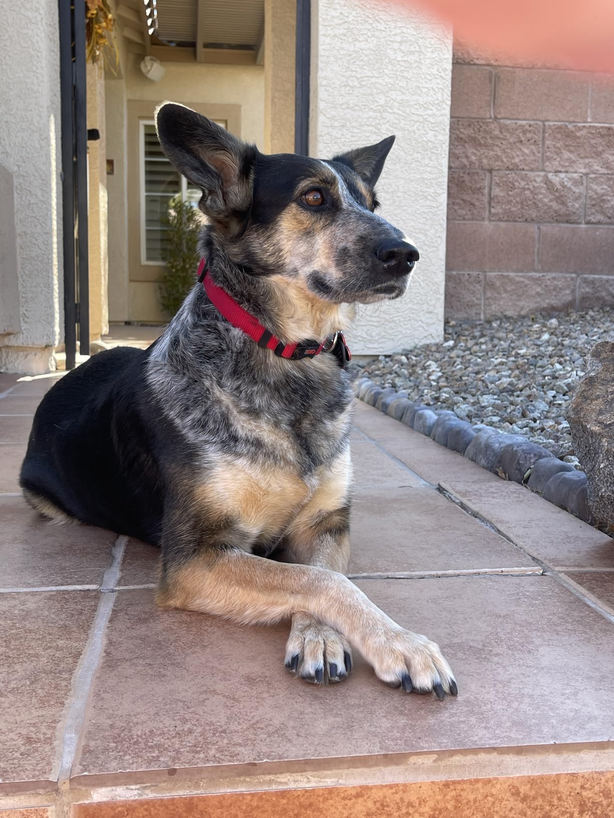 Natural Balance Limited Ingredient Adult Dry Dog Food - Grain-Free, Salmon & Sweet Potato Recipe, 24 lb customer photo 2