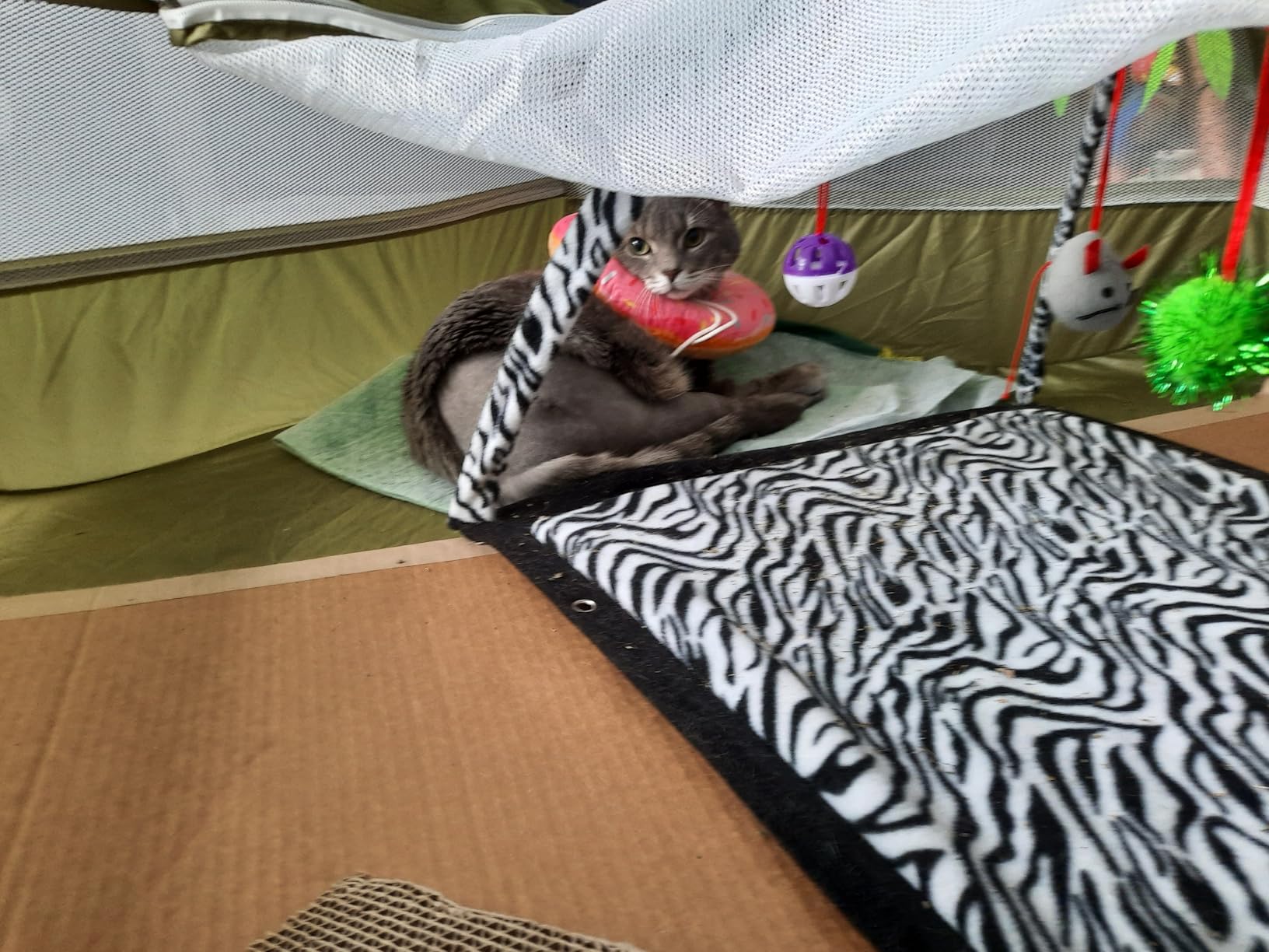 Pawaboo Small Animals Playpen, Waterproof Small Pet Cage Tent with Zippered Cover, Portable Outdoor Yard Fence with 3 Metal Rod for Chick/Kitten/Puppy/Guinea Pig/Rabbits/Hamster/Chinchillas, Green customer photo 1