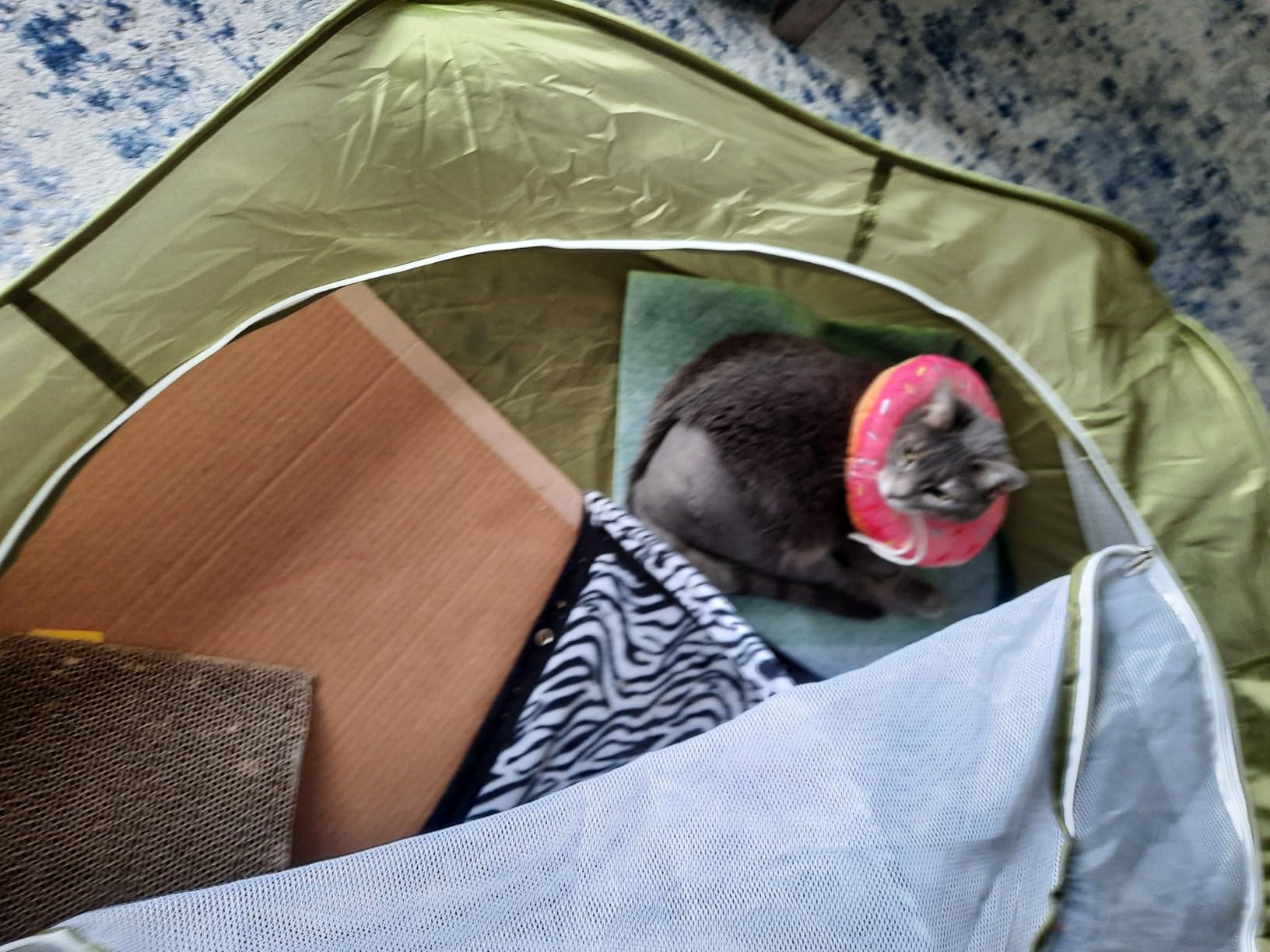 Pawaboo Small Animals Playpen, Waterproof Small Pet Cage Tent with Zippered Cover, Portable Outdoor Yard Fence with 3 Metal Rod for Chick/Kitten/Puppy/Guinea Pig/Rabbits/Hamster/Chinchillas, Green customer photo 2