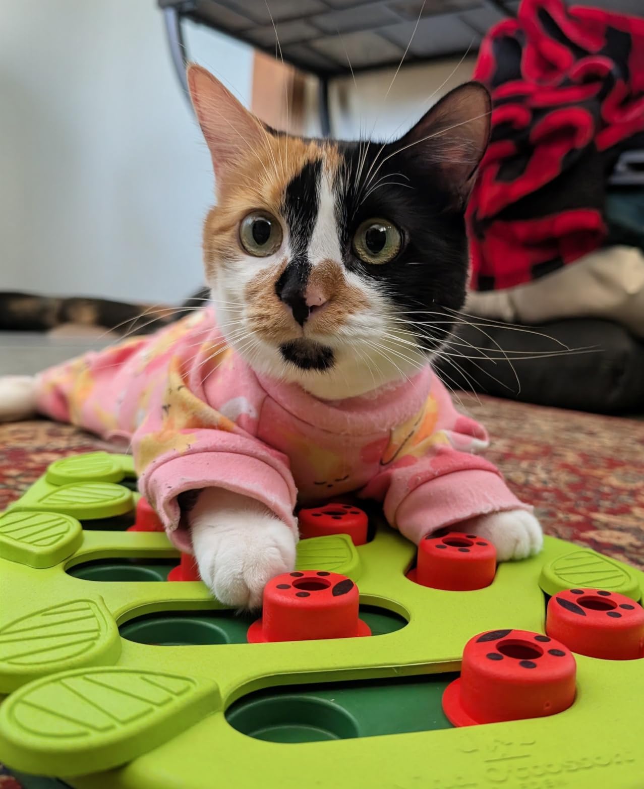 Catstages Nina Ottosson Rainy Day Puzzle & Play Cat Puzzle Feeder, Interactive Treat Game for Indoor Cats, Level 3 Slow Feeder Enrichment Toy customer photo 2