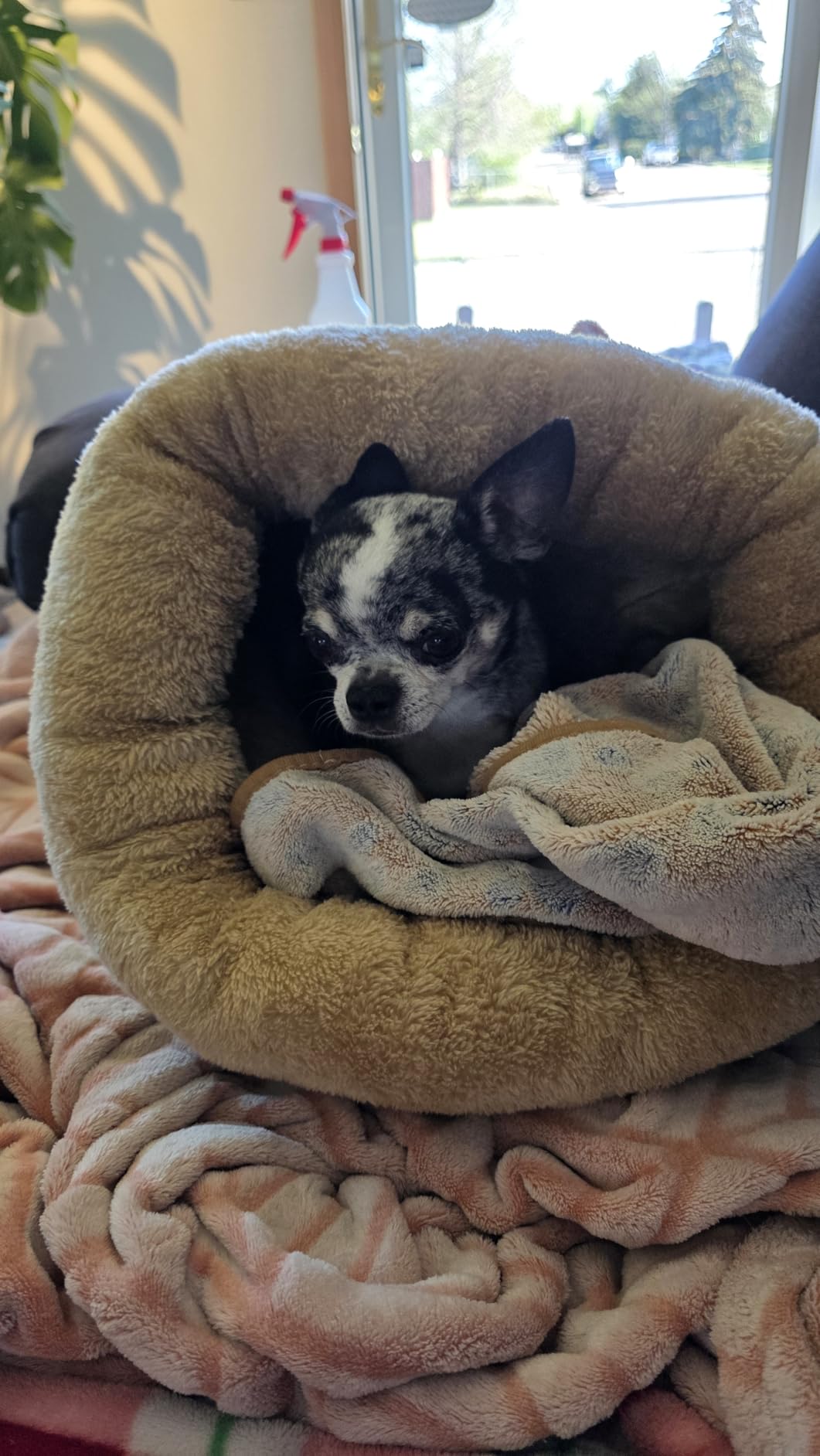 4 in 1 Self Warming Burrow Cat Bed, Pet Hideaway Sleeping Cuddle Cave (Sage Green) customer photo 1