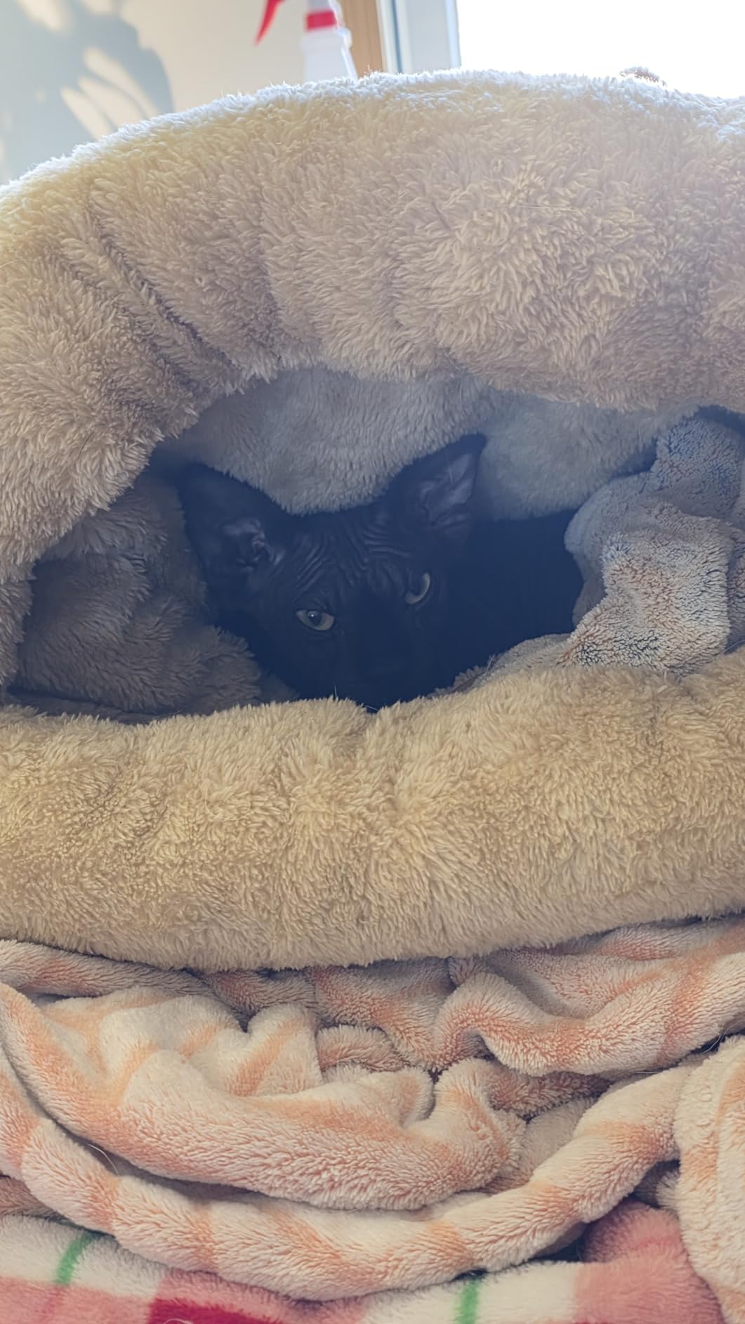 4 in 1 Self Warming Burrow Cat Bed, Pet Hideaway Sleeping Cuddle Cave (Sage Green) customer photo 2