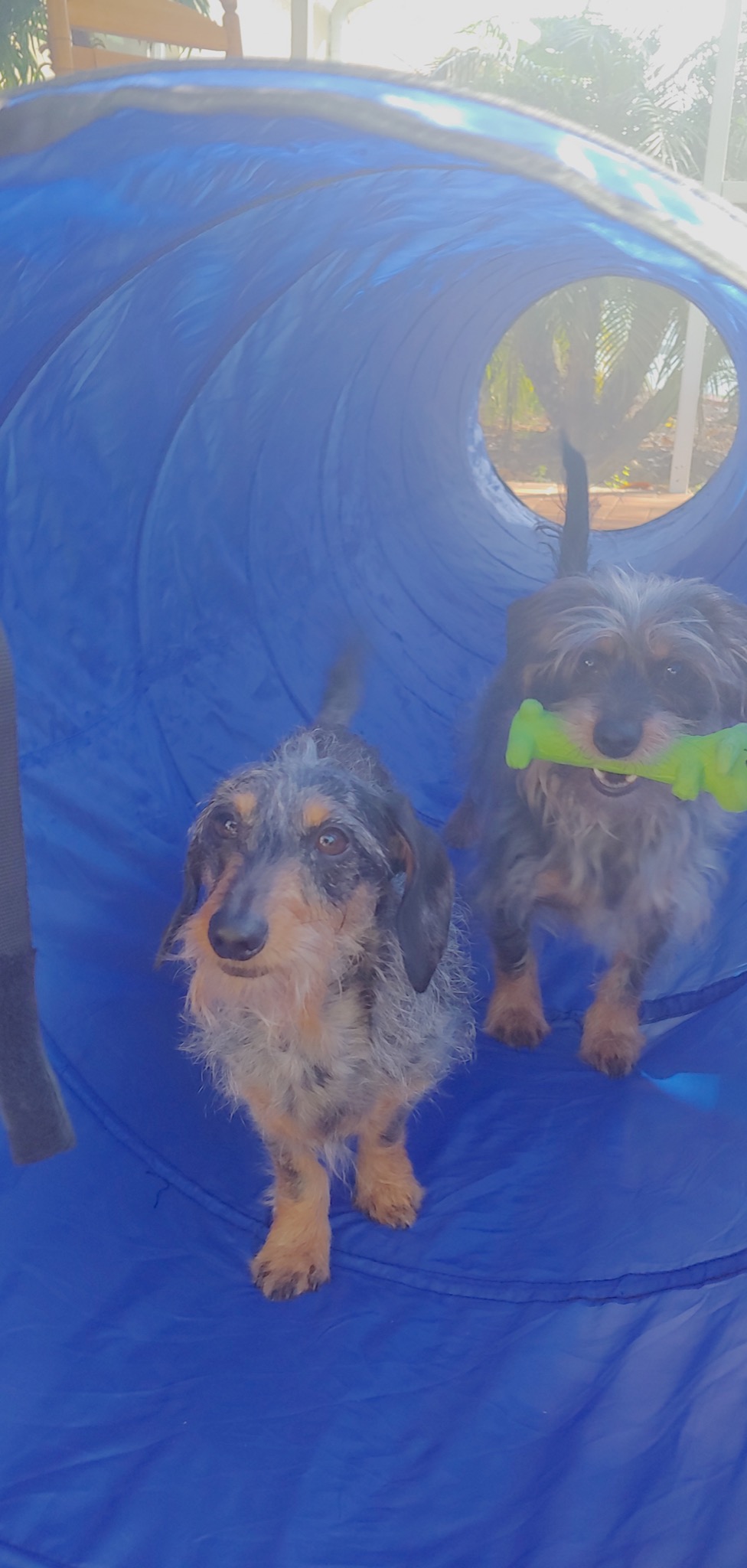 Better Sporting Dogs Agility Course Backyard Set - 7pc Indoor and Outdoor Agility Training Equipment for Dogs - 3 Jumps - 2 Tunnels with Sandbags - Weave Poles for Dog Obstacle Training customer photo 1