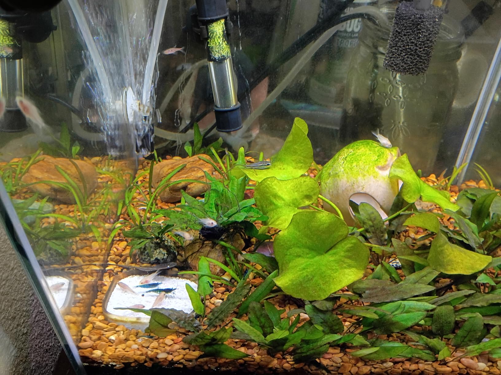 DaToo Mini Aquarium Heater 25W Small Fish Tank Heater 25 Watt with Free Thermometer Sticker customer photo 1