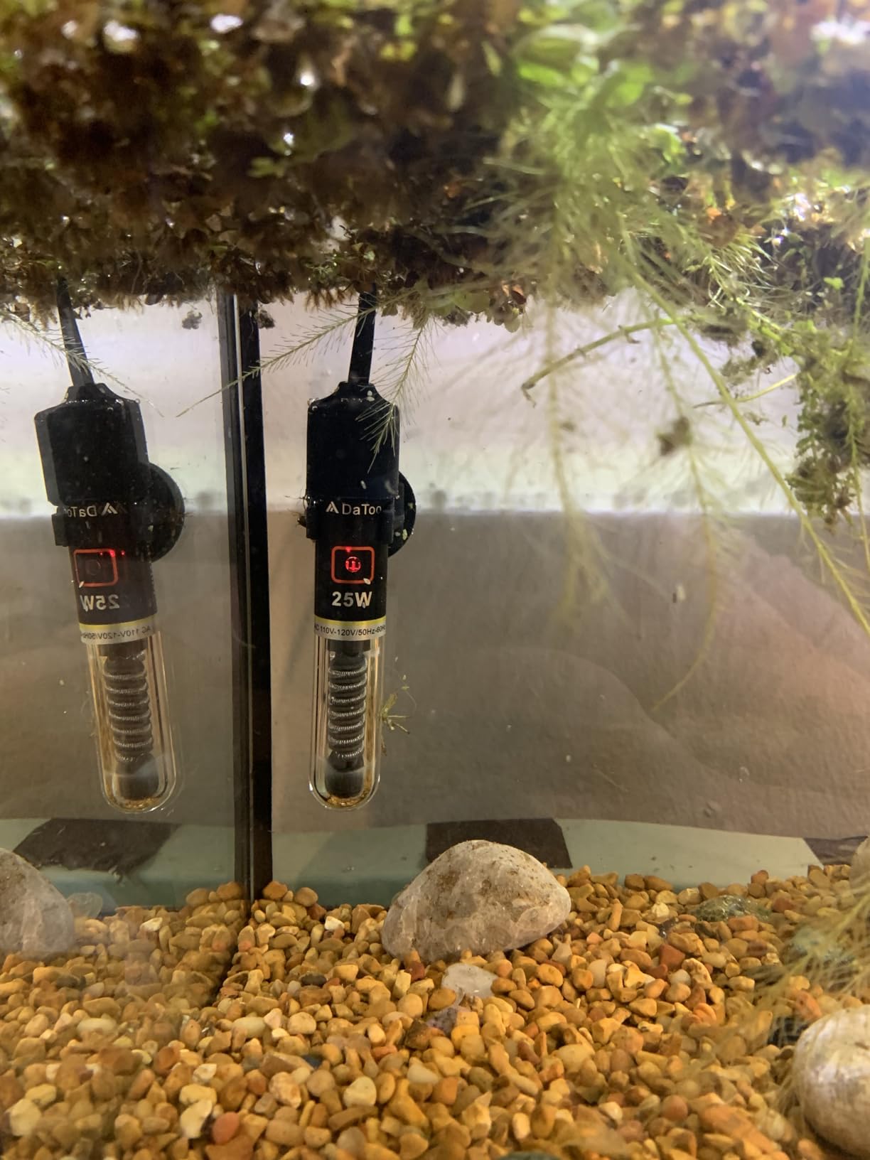DaToo Mini Aquarium Heater 25W Small Fish Tank Heater 25 Watt with Free Thermometer Sticker customer photo 2