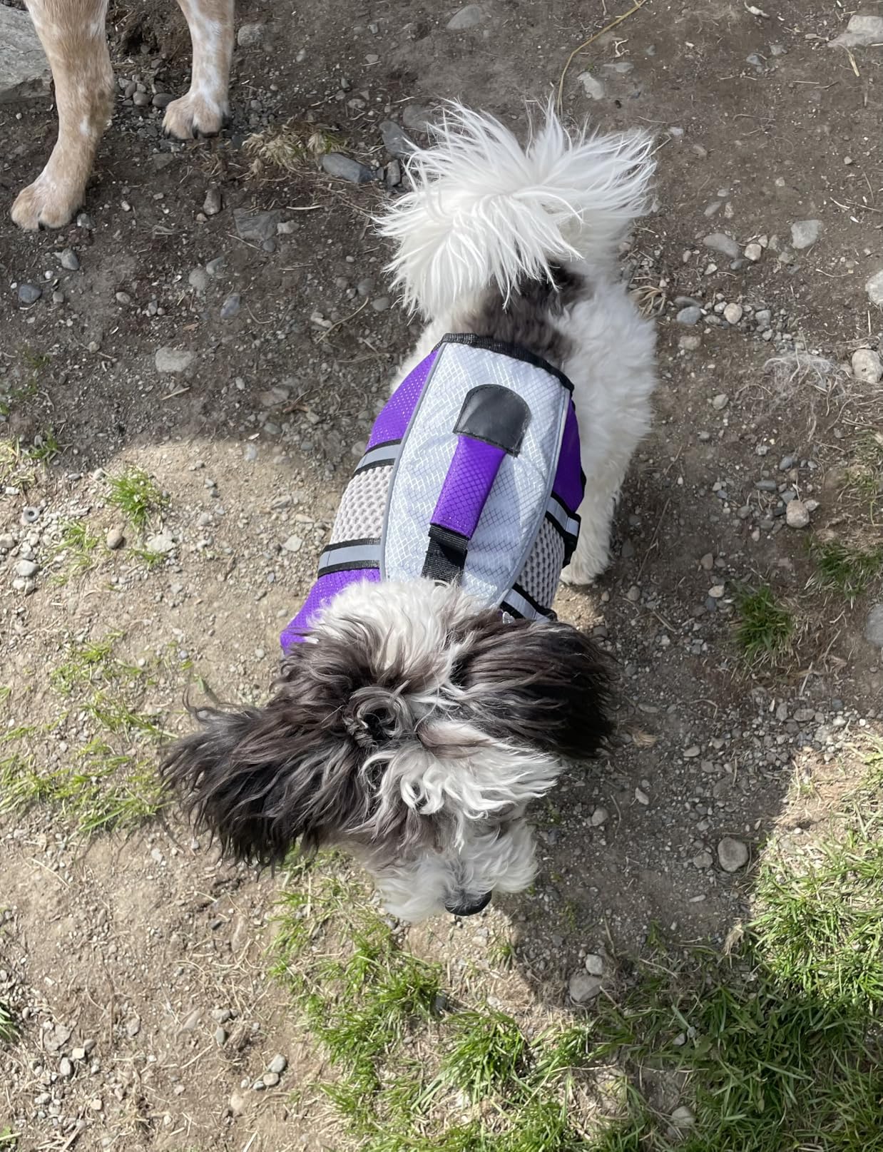 Queenmore Dog Life Jacket Swimming Vest Small Medium Dogs Neoprene Water Boating Life Preserver Lightweight Reflective Cat Puppy Kayaking Lifesaver for French Bulldog,Dachshund,Shih Tzu,Pug(Pink,M) customer photo 2