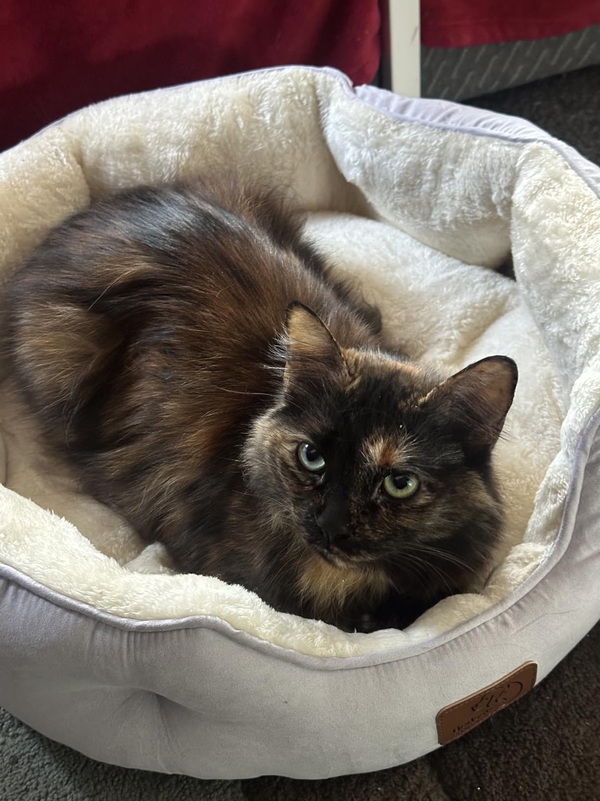 Bedsure Dog Beds for Small Dogs - Round Cat Beds for Indoor Cats, Washable Pet Bed for Puppy and Kitten with Slip-Resistant Bottom, 20 Inches, Camel customer photo 2
