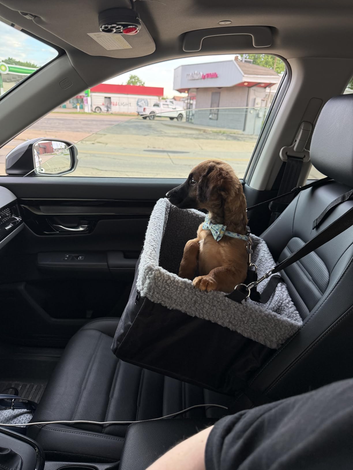 Dog Car Seats for Small Dogs, Upgrade Dog Booster Seat with Metal Frame Construction with Double-Layer Oxford, Perfect for Small Pets up to 20lbs customer photo 2