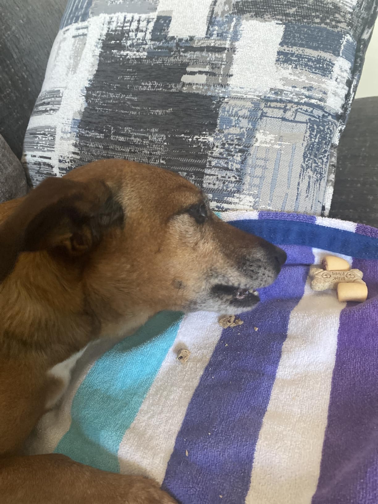 The Honest Kitchen Goat's Milk N' Cookies Dog Treats: Slow Baked with Blueberries & Vanilla, 8 oz Bag customer photo 2