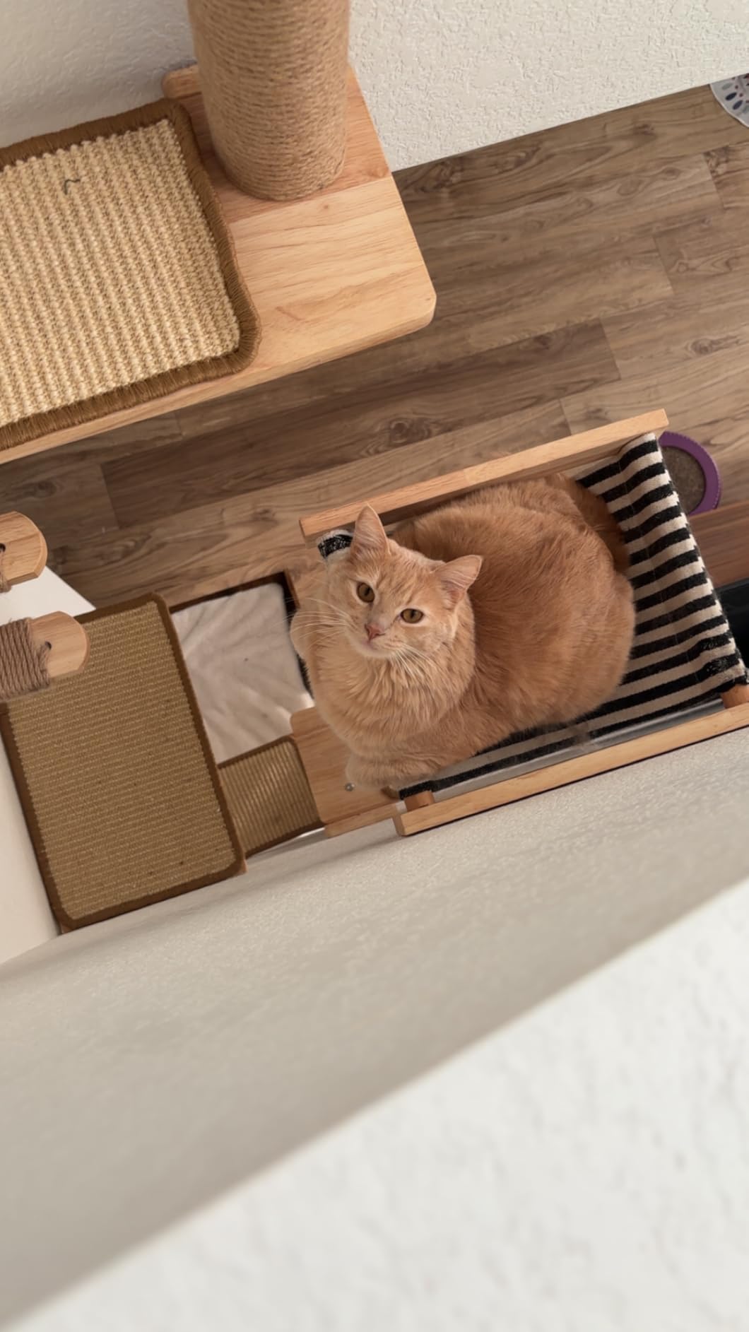FUKUMARU Cat Hammock Wall Mounted, Kitty Beds and Perches, Wooden Cats Furniture, Stable Wall Shelves for Sleeping, Playing, Climbing, and Lounging customer photo 1