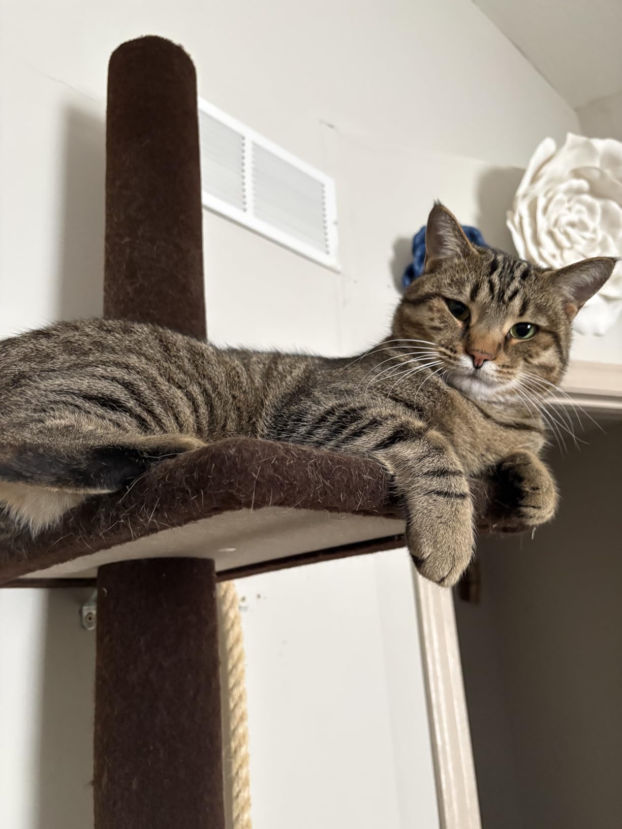 FUKUMARU Cat Hammock Wall Mounted, Kitty Beds and Perches, Wooden Cats Furniture, Stable Wall Shelves for Sleeping, Playing, Climbing, and Lounging customer photo 2