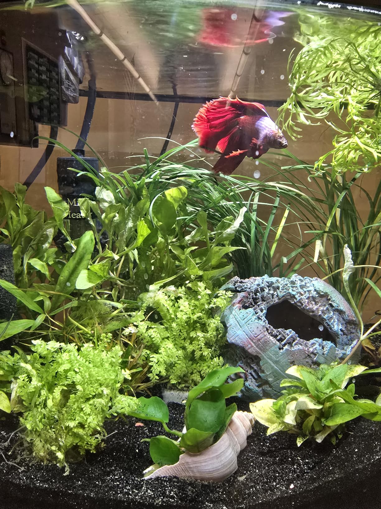 Aqueon LED MiniBow Small Aquarium Fish Tank Kit with SmartClean Technology, Black, 2.5 Gallon customer photo 2