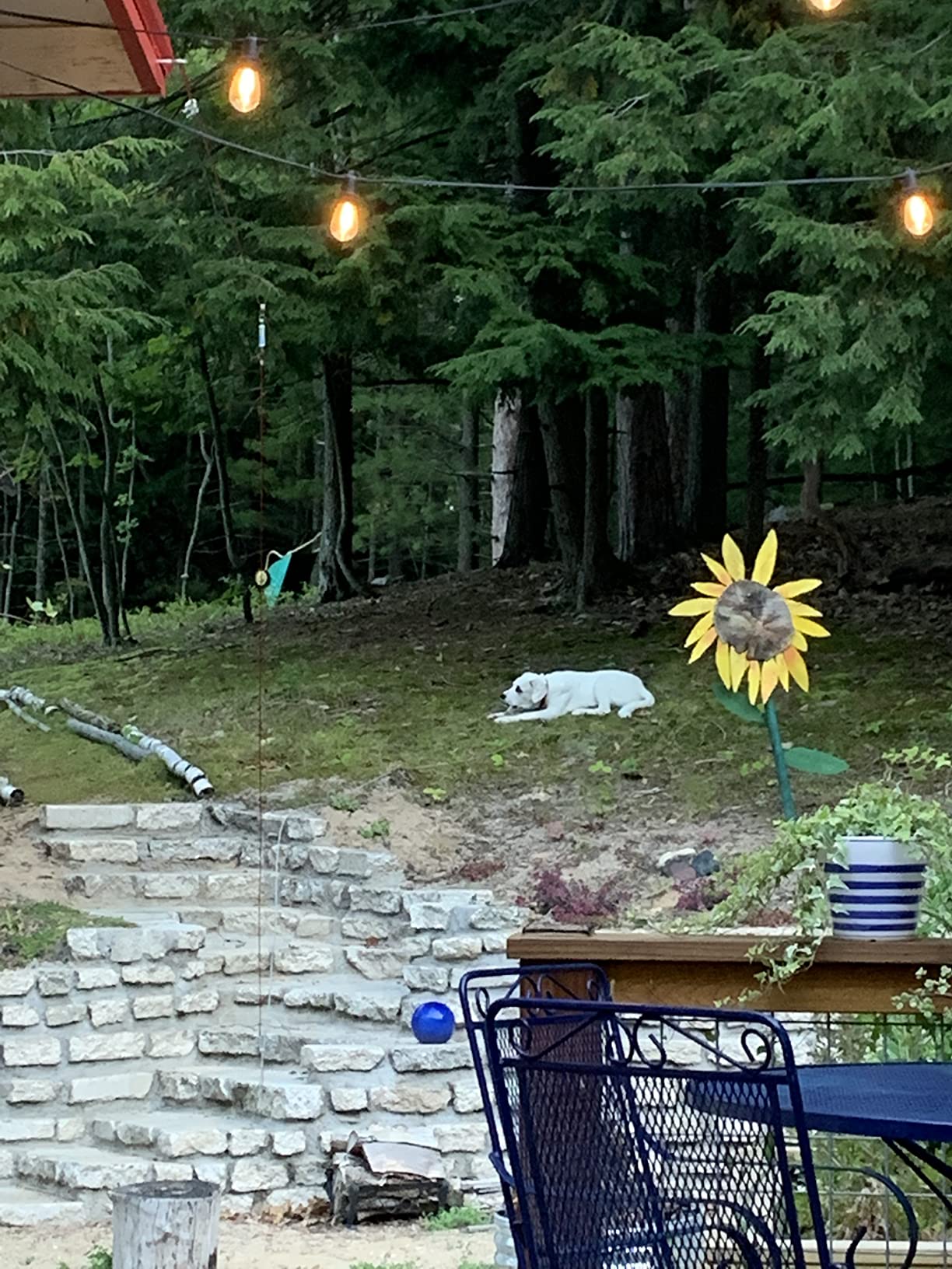 Heavy Duty Aerial Dog Tie Out Trolley System for Small to Large Dogs - Run Cable 100ft /75ft Zipline with 10ft Runner Cable Great for Yard (Red, 100 ft for one Dog up to 200 lbs) customer photo 2