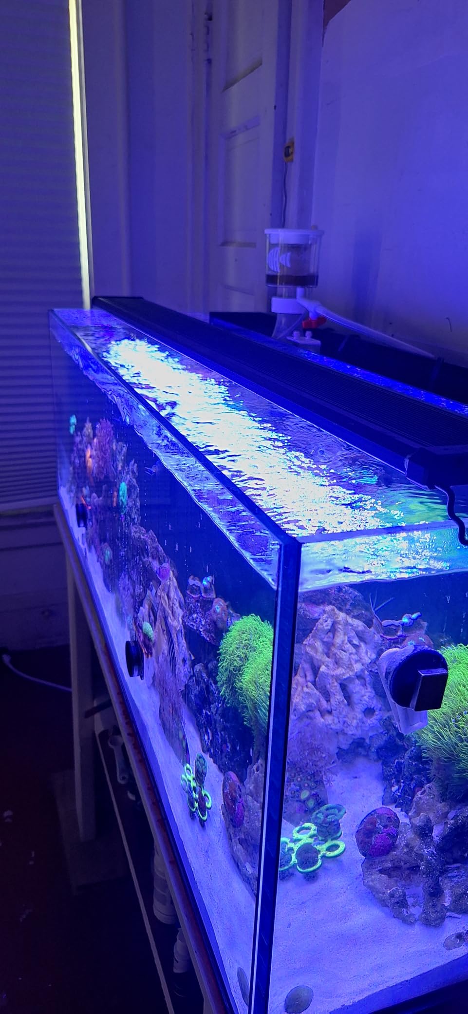 NICREW 48W Saltwater Aquarium Light, Marine LED Reef Light for Corals, Programmable Timer Controller, 48 to 60-Inch customer photo 1