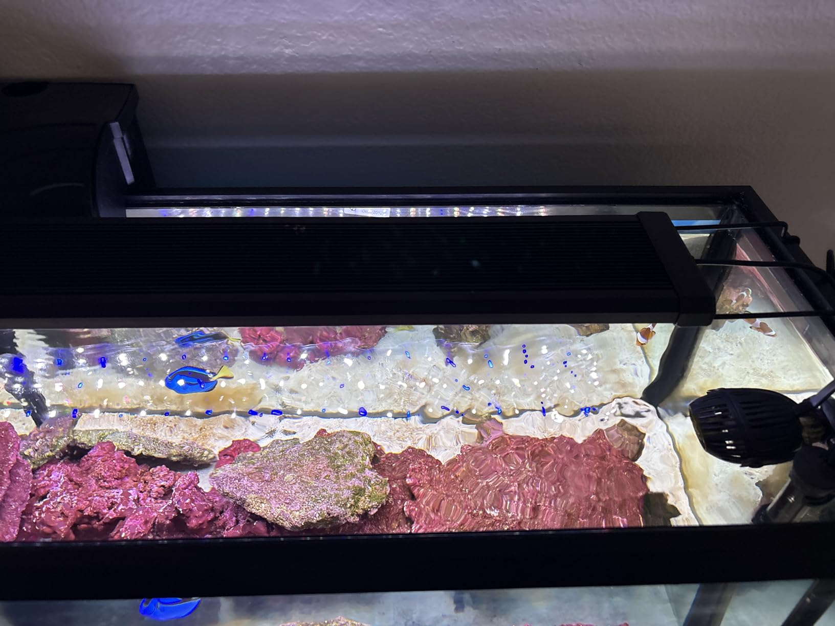 NICREW 48W Saltwater Aquarium Light, Marine LED Reef Light for Corals, Programmable Timer Controller, 48 to 60-Inch customer photo 2