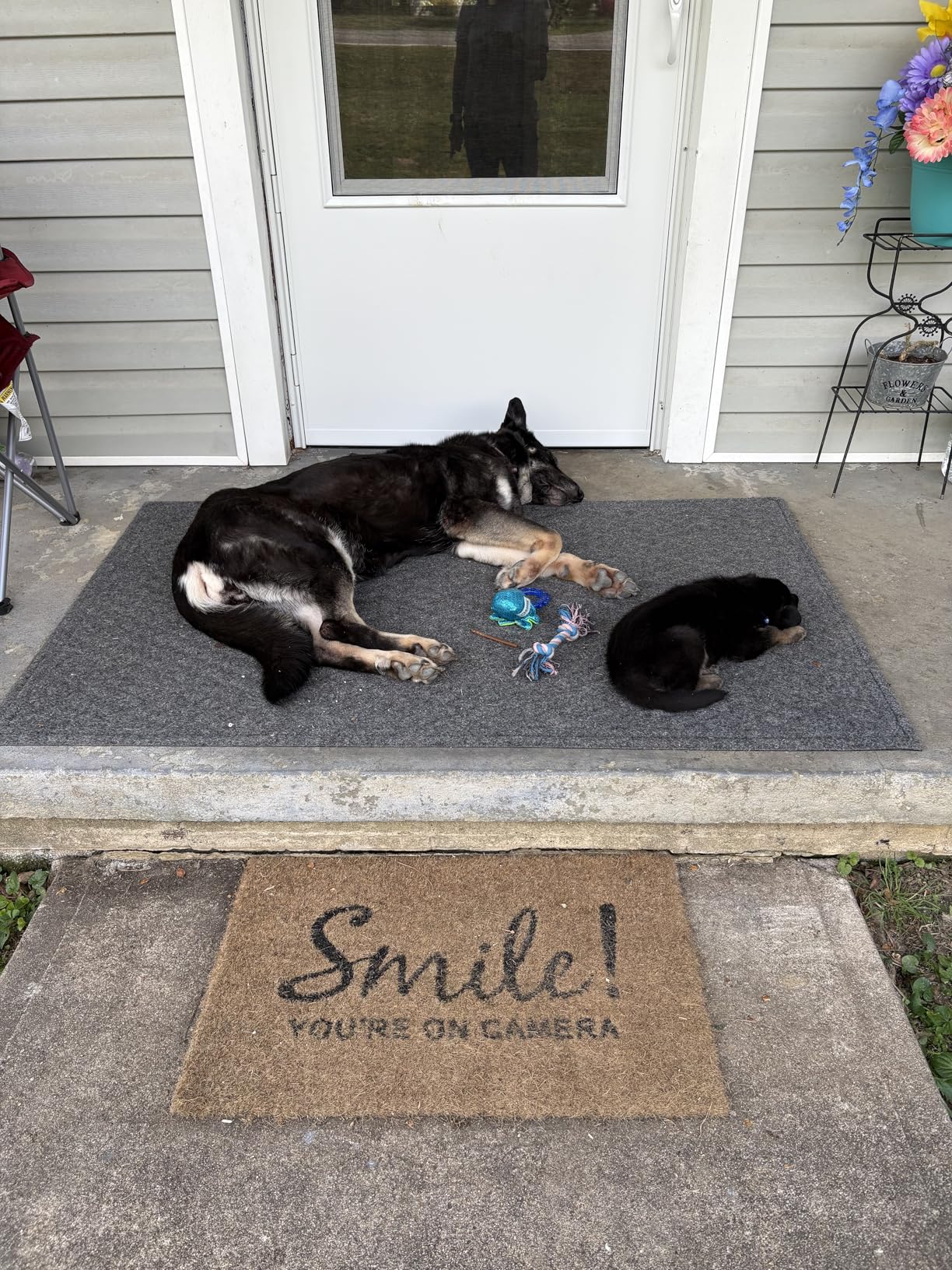 UCARI Pet Intolerances Insight Kit | Fur Analysis for Dogs & Cats | Screens 1100+ Intolerances: Foods, Ingredients, Nutritional & Environmental Items & Pet Care Products | At-Home Fur Sample Test Kit customer photo 1