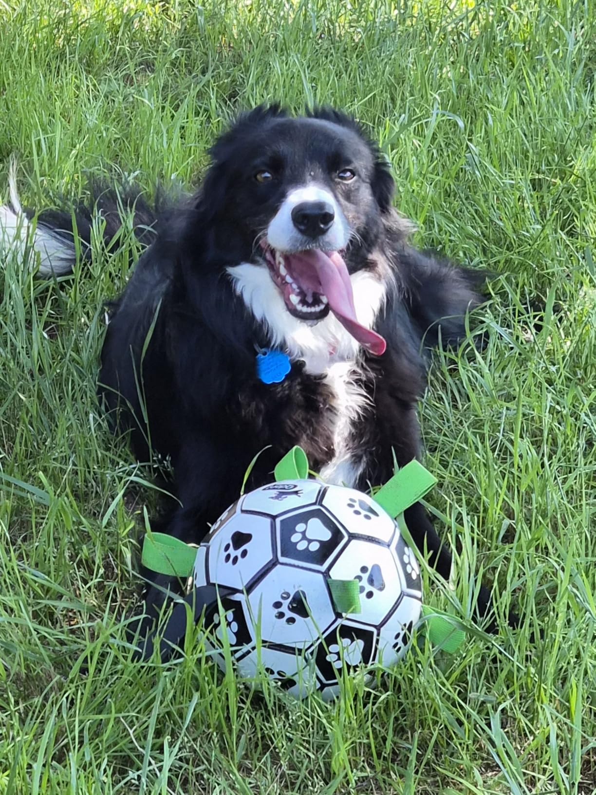 QDAN Dog Toys Dog Balls, World Cup Dog Soccer Ball with Straps, Dog Birthday, Herding Ball, Durable Balls for Small Medium Pet, Puppy Outdoor Toy (6 Inch) customer photo 1
