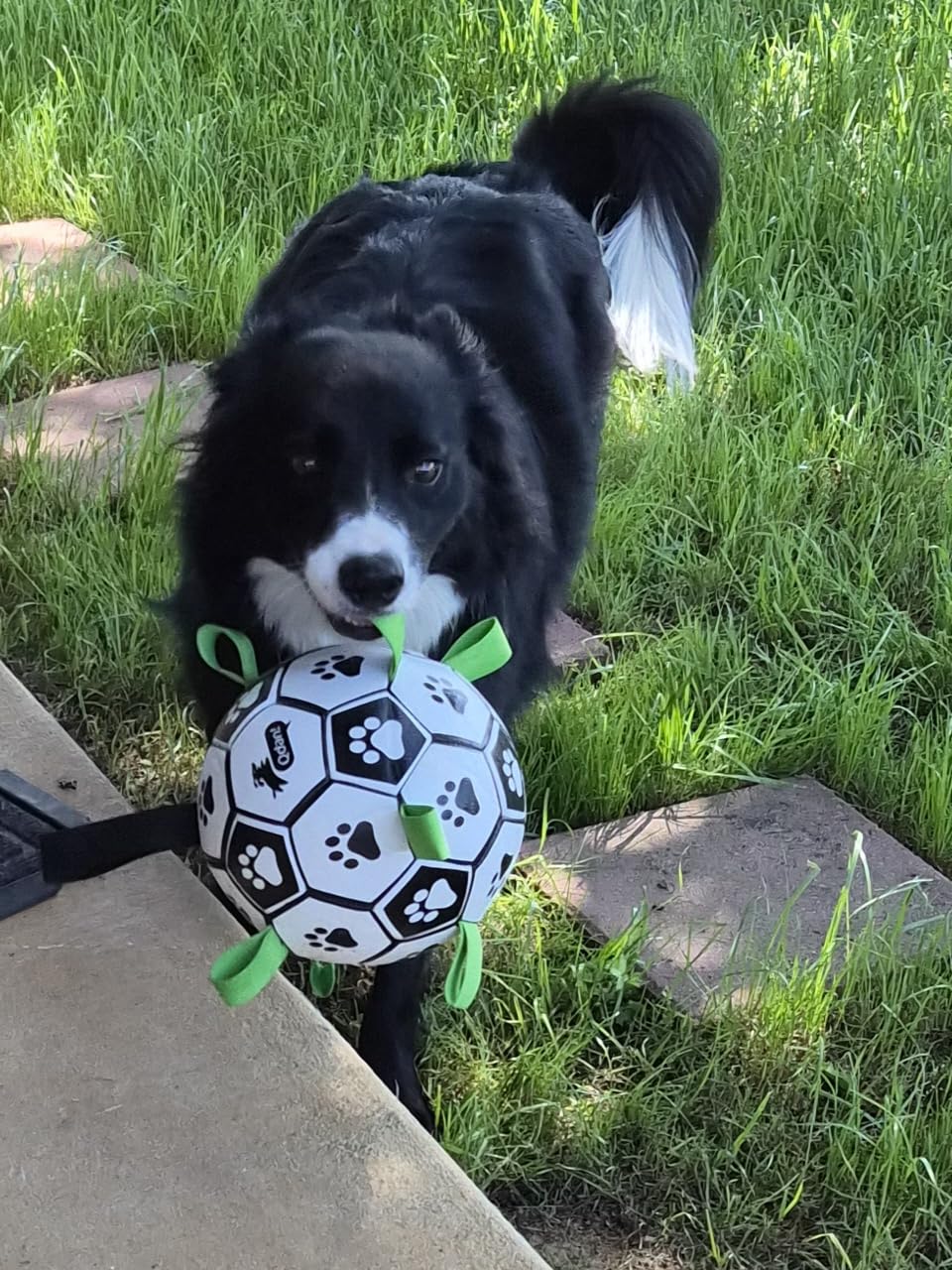QDAN Dog Toys Dog Balls, World Cup Dog Soccer Ball with Straps, Dog Birthday, Herding Ball, Durable Balls for Small Medium Pet, Puppy Outdoor Toy (6 Inch) customer photo 2