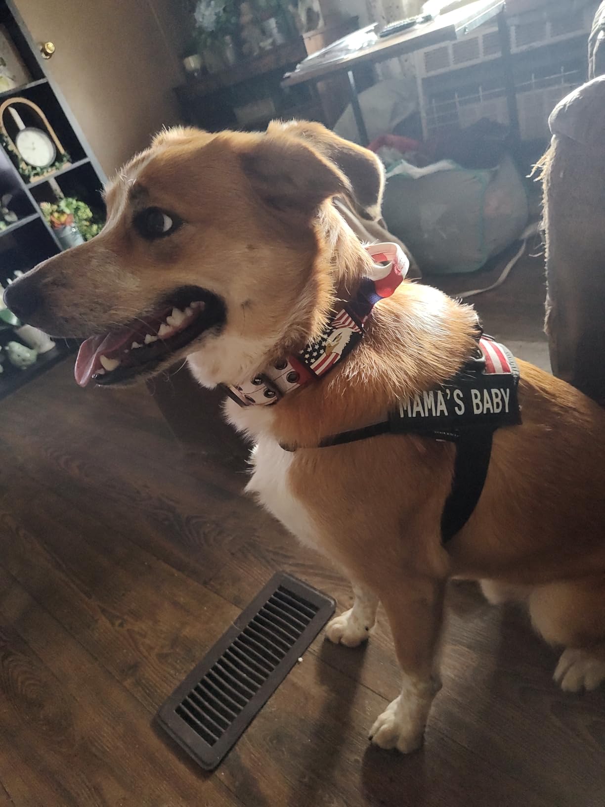 ADITYNA Heavy Duty Dog Collar for Large Dogs - Reflective Collar with Handle for Training, and Walking - Wide, Thick, Tactical, Soft Neoprene Padded customer photo 2