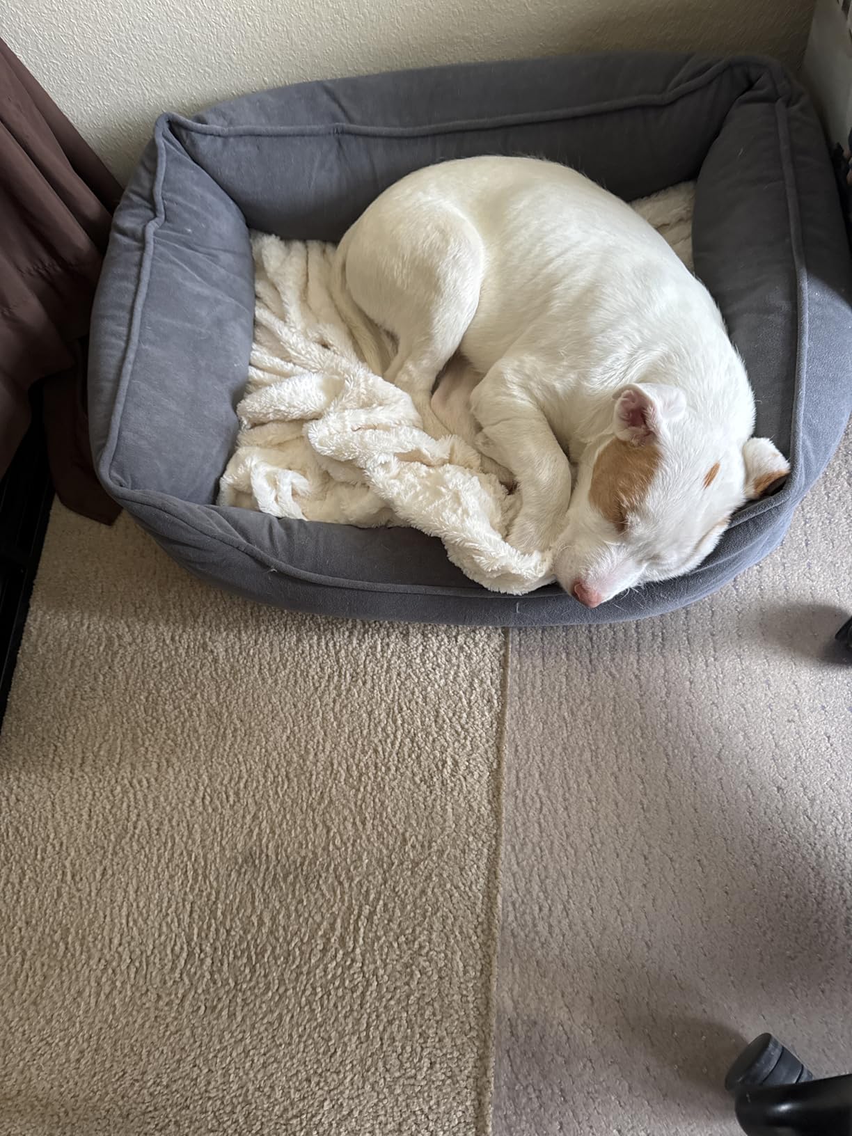 PetFusion Calming Cuddler Dog & Cat Bed | Anti-Anxiety Dog Bed for Small Dogs; Cats | Loose Blanket Promotes Burrowing (Dogs) & Kneading (Cats) | CertiPUR-US Memory Foam customer photo 1