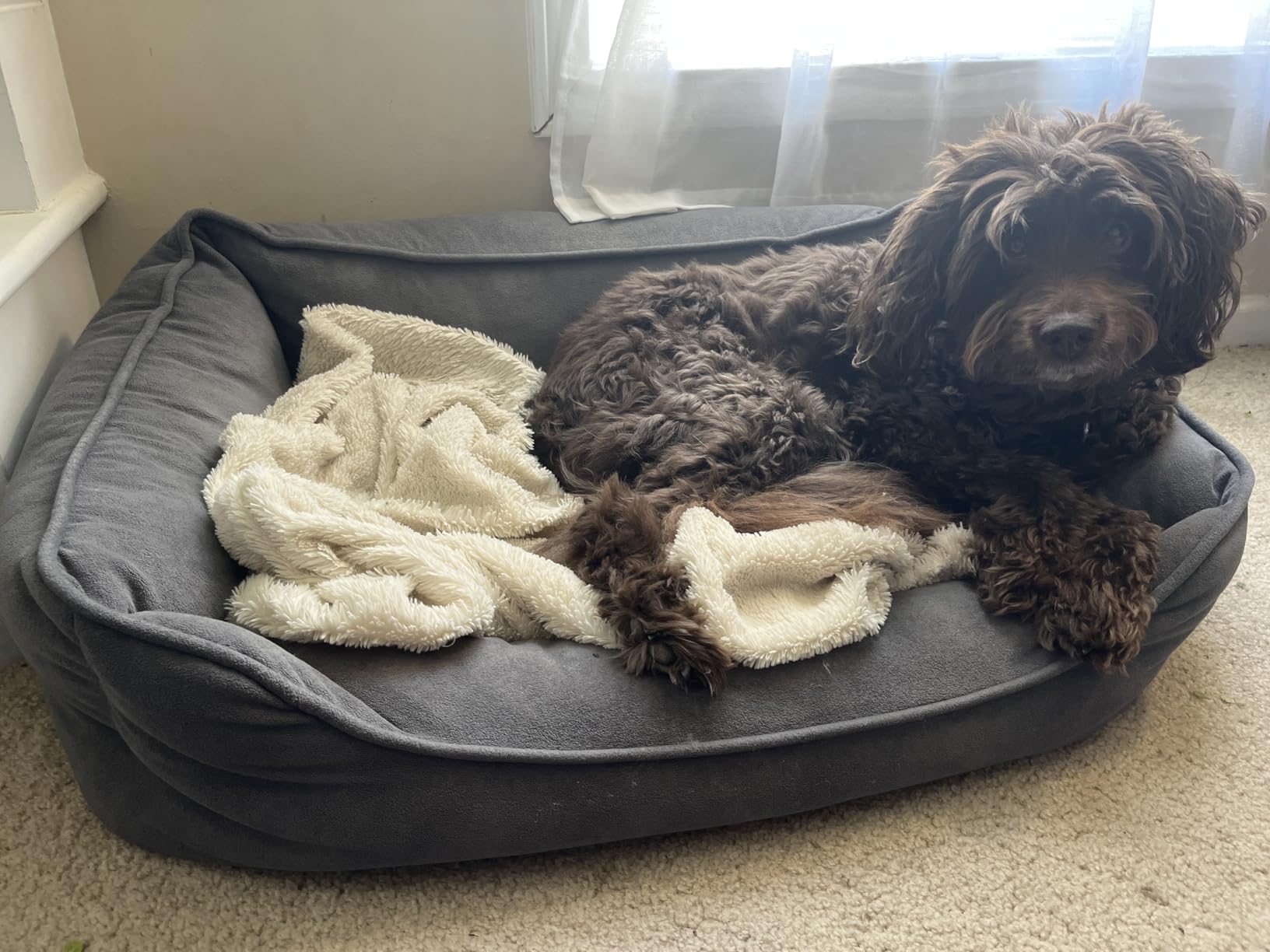 PetFusion Calming Cuddler Dog & Cat Bed | Anti-Anxiety Dog Bed for Small Dogs; Cats | Loose Blanket Promotes Burrowing (Dogs) & Kneading (Cats) | CertiPUR-US Memory Foam customer photo 2