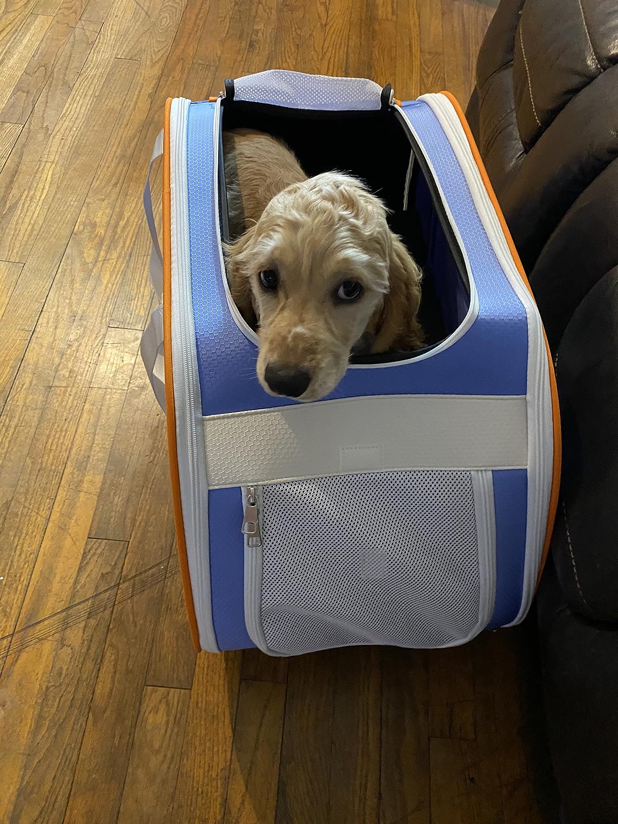 A4 Pet Pet Carrier with Wheels, Foldable Rolling Dog Carrier for Medium Dogs Up to 33 LBS with Removable Base, Extendable Handle & 4-Wheels Design, Mesh Ventilation Windows and Safety Rope, Blue customer photo 2