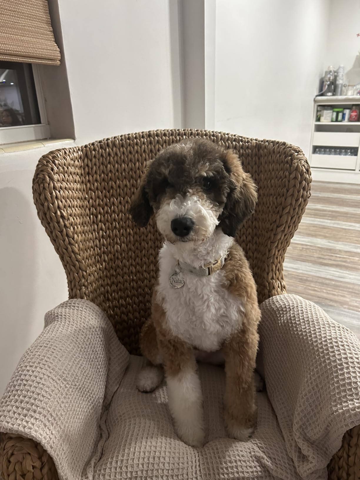 OUAI Fur Bebe Pet Shampoo - Cat & Dog Shampoo for Gentle Cleansing, Hydration & Shine - Vegan & Cruelty-Free Pet Supplies with Aloe Vera & Panthenol - Mercer Street Scent (16 Fl oz) customer photo 1