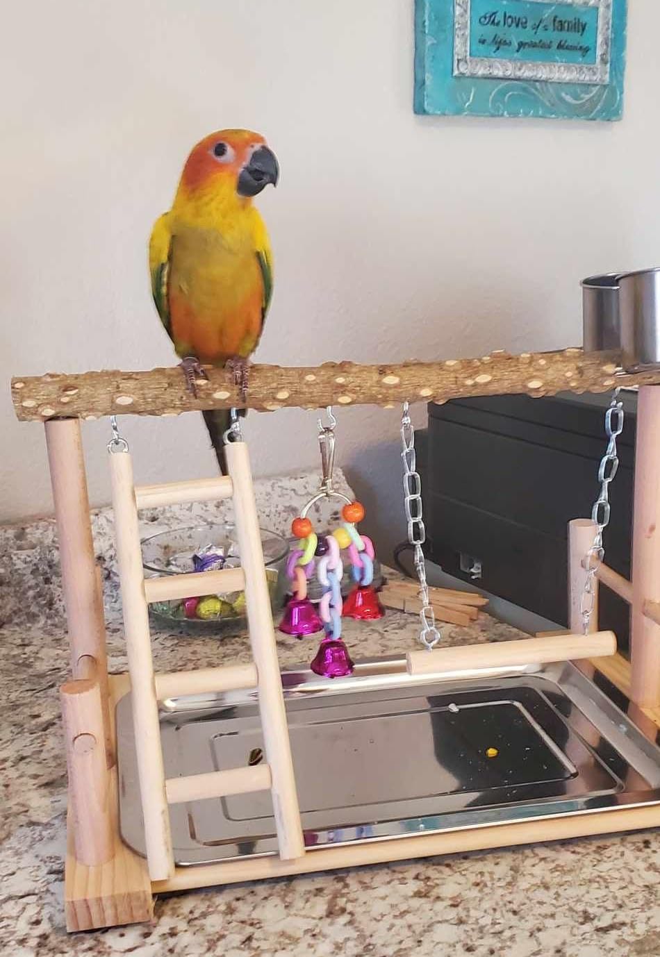 PINVNBY Bird Playground Parrot Playstand Birds Play Stand Wood Exercise Perch Gym Stand Playpen Ladder with Feeder Cups Hanging Swing Toys for Parakeet Conure Cockatiel Budgie Cage Accessories customer photo 2