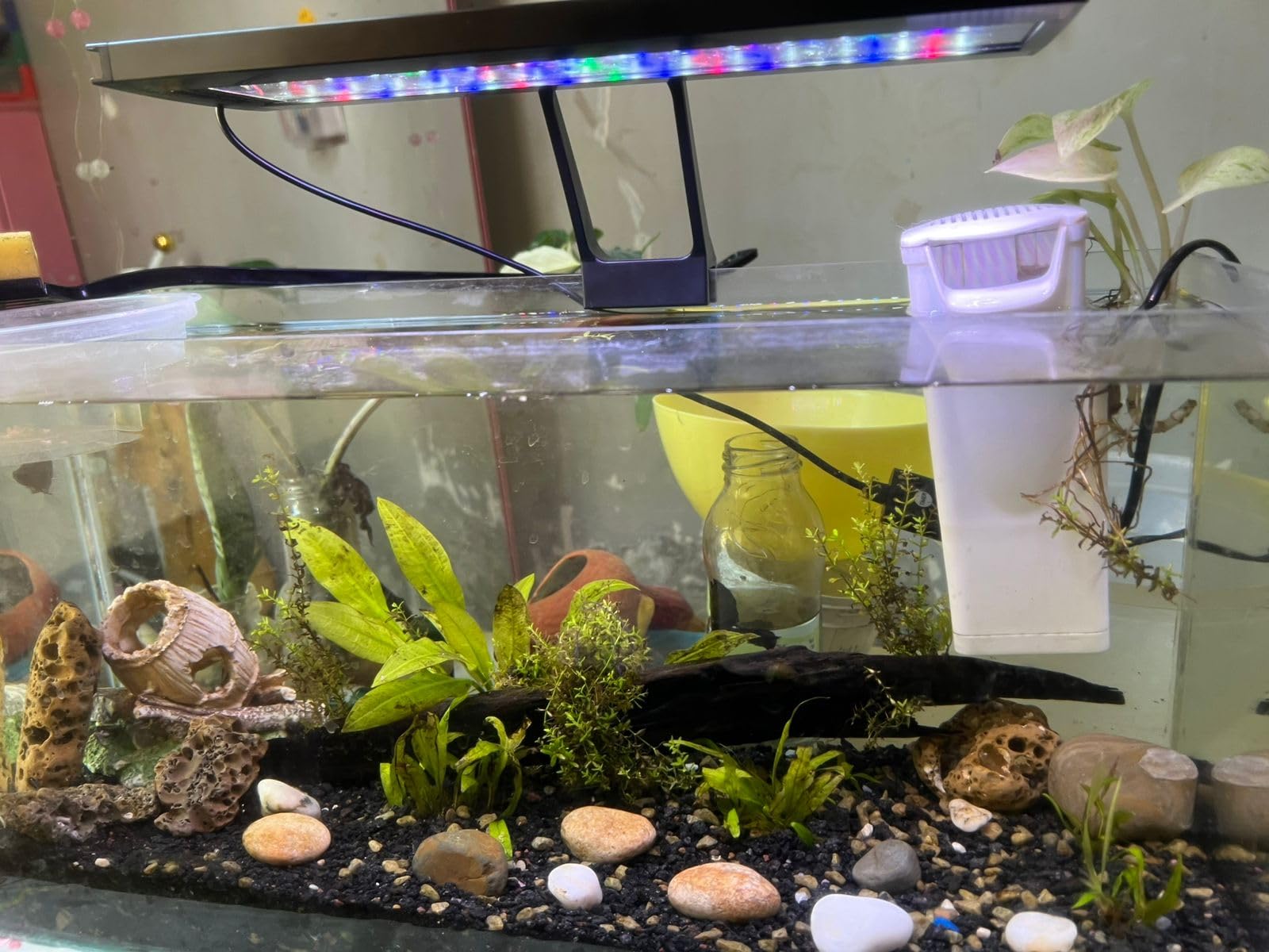 hygger Clip On 24/7 Lighting Aquarium LED Light, Sunrise-Daylight-Moonlight and DIY Mode, Adjustable Timer/Brightness Fish Tank Light with 7 Colors for Planted Tank (14W for 12~20in Tank) customer photo 1