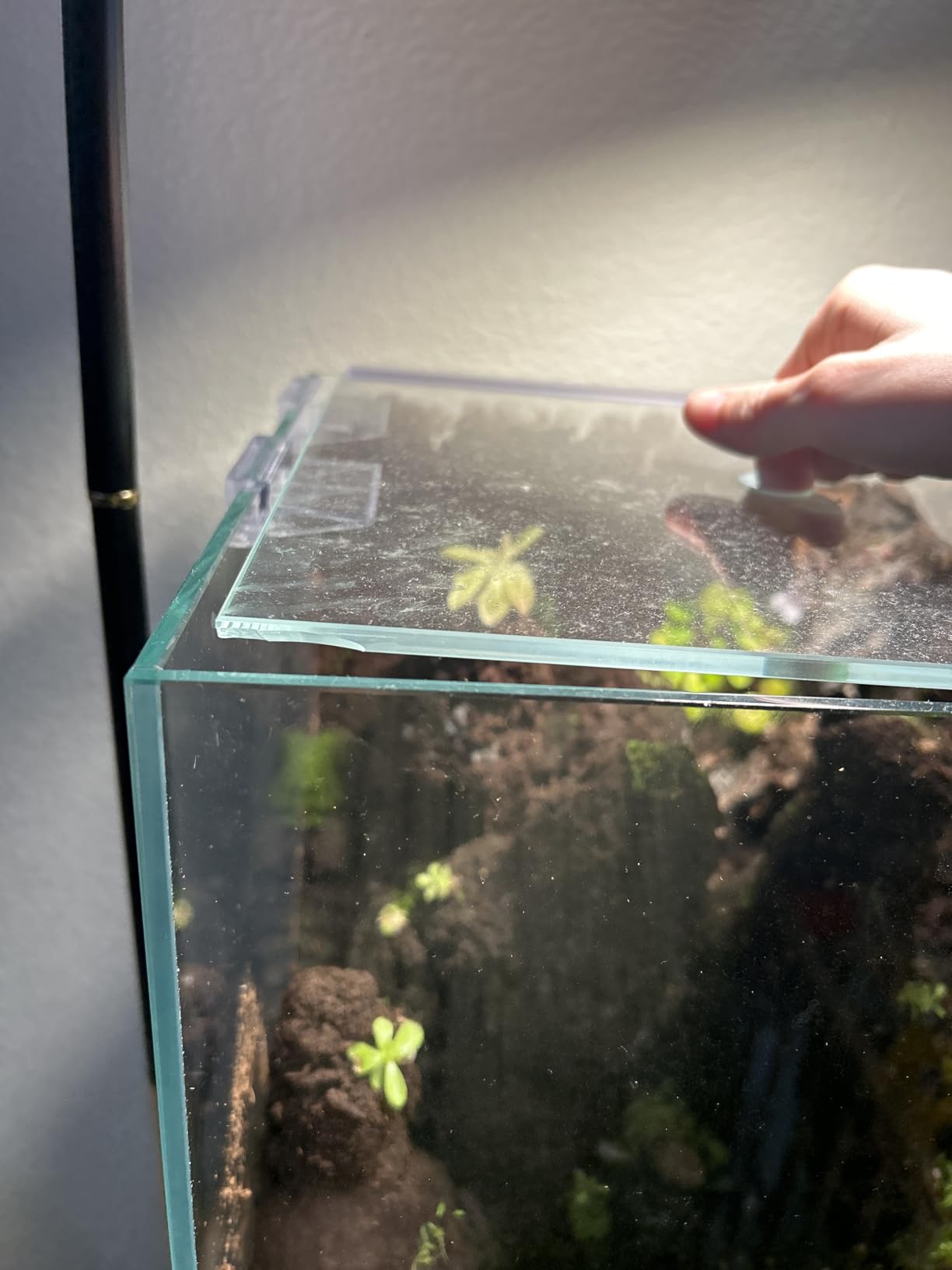 Allcolor Artisan Grade Ultra Clear Rimless Aquarium Tank, Low Iron Glass Fish Tank for Professional Aquascaping and Planted Layouts customer photo 1