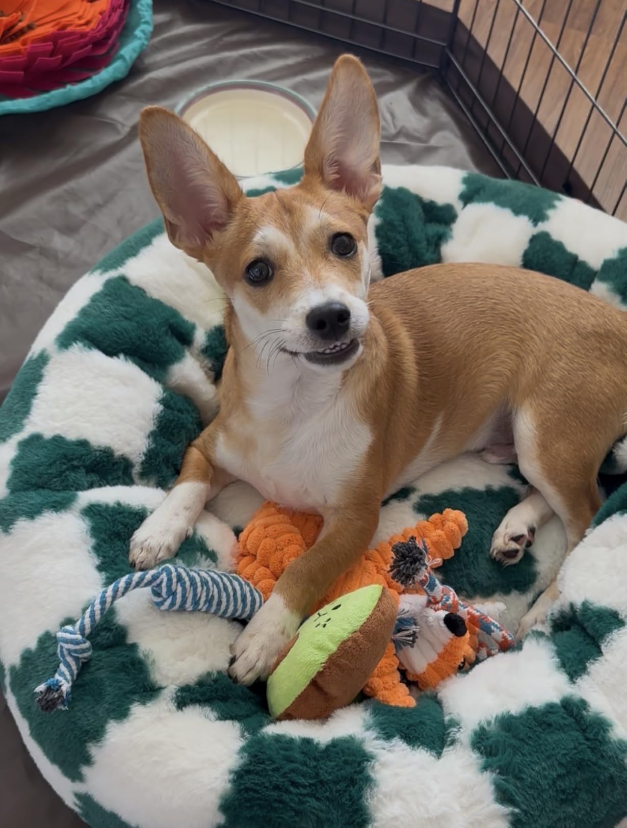 Zeaxuie 9 Pack Luxury Puppy Toys for Teething Small Dogs, Puppy Chew Toys with Cute Squeaky Dog Toys, Ball and More Rope Dog Chew Toys customer photo 2