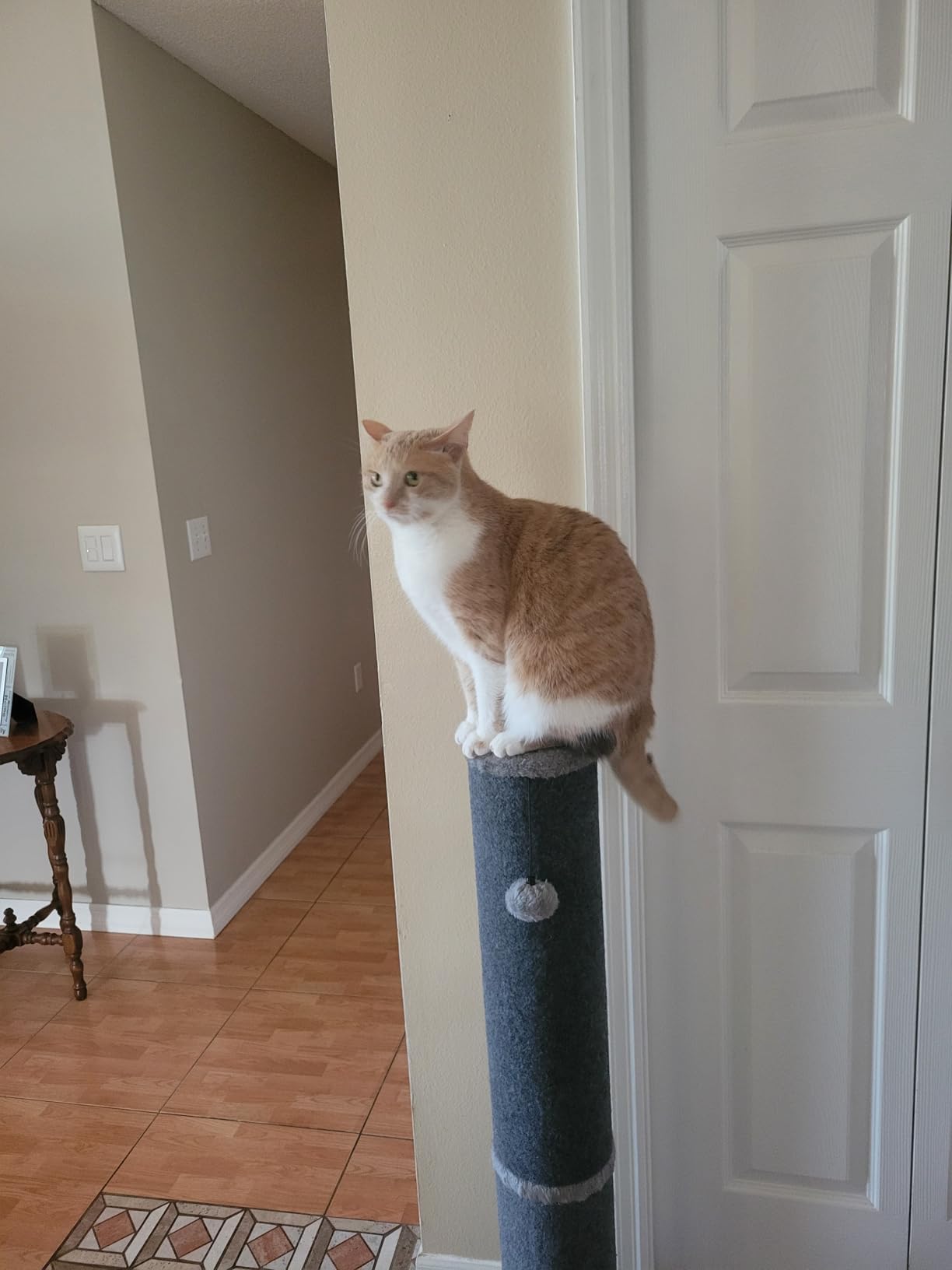 Cat Craft Cat Scratching Post Carpet Scratching Post 41