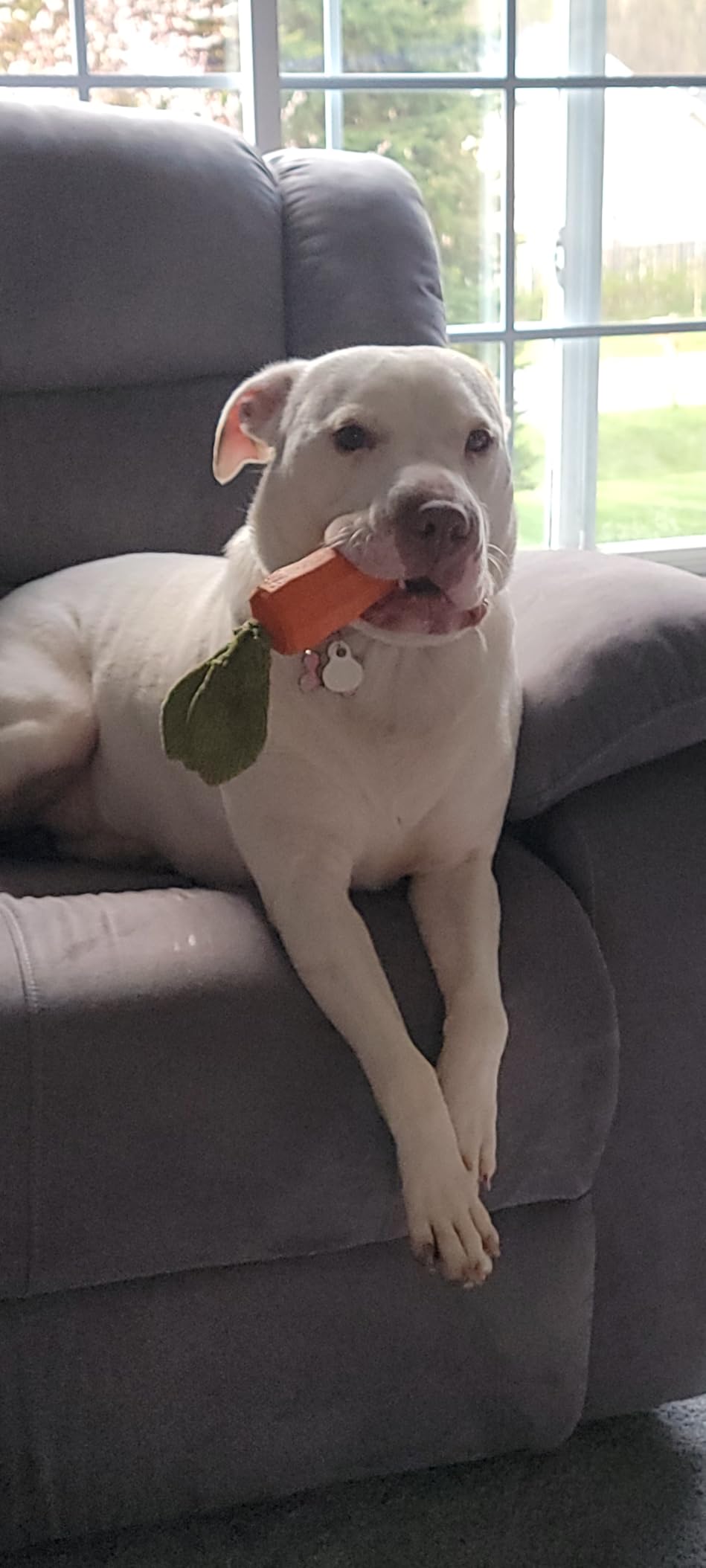 MewaJump Dog Squeaky Chew Toys for Aggressive Chewers, Rubber Carrot Dog Toys for Training and Cleaning, Durable Interactive Tough Dog Toy for Puppy Medium Dogs customer photo 2