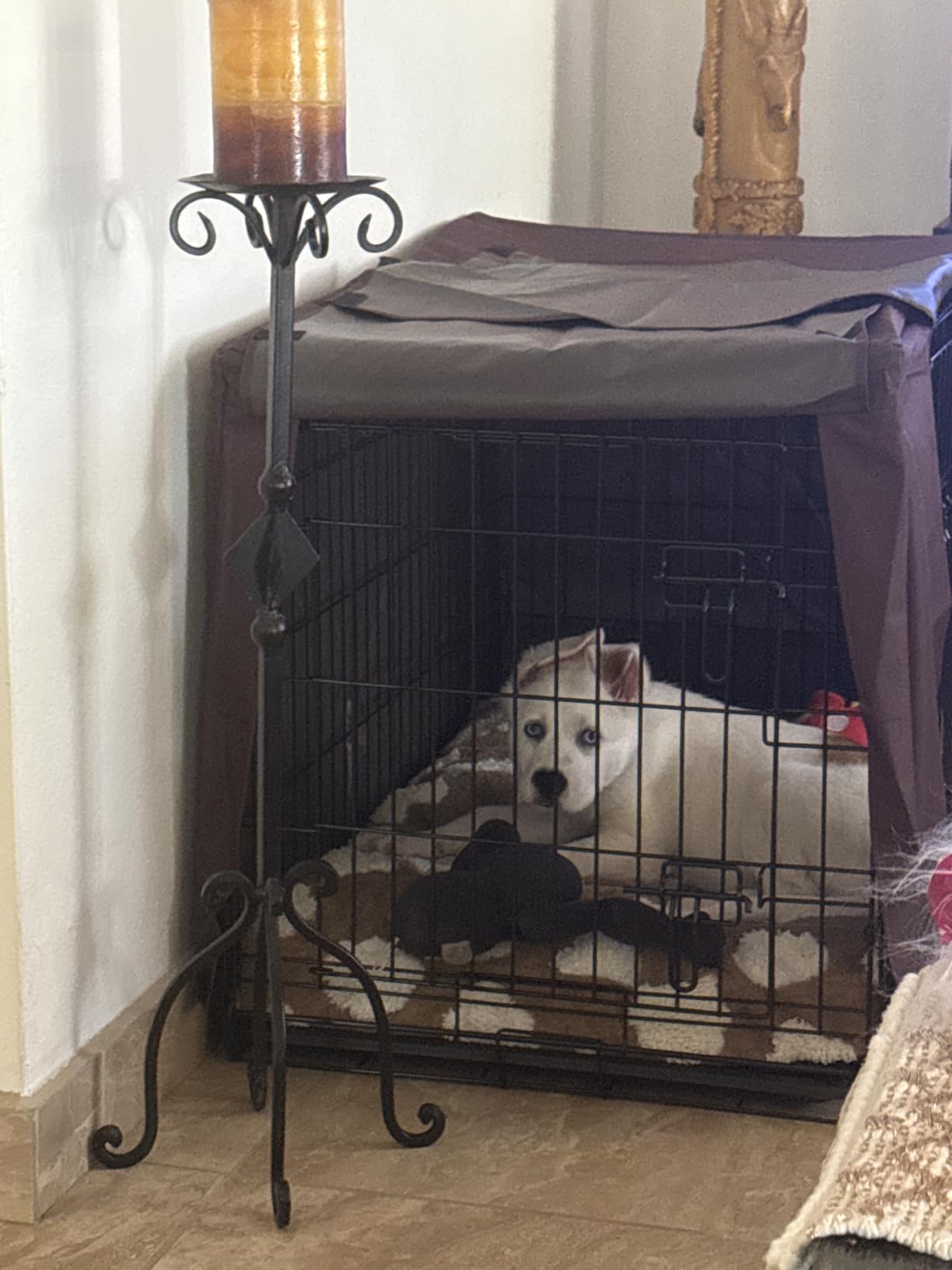 DONORO Dog Crates for Small Size Dogs Indoor Double Door Dog Kennels & Houses for Puppy and Cats, Collapsible Metal Contour Dog Cages (Brown, 24.0