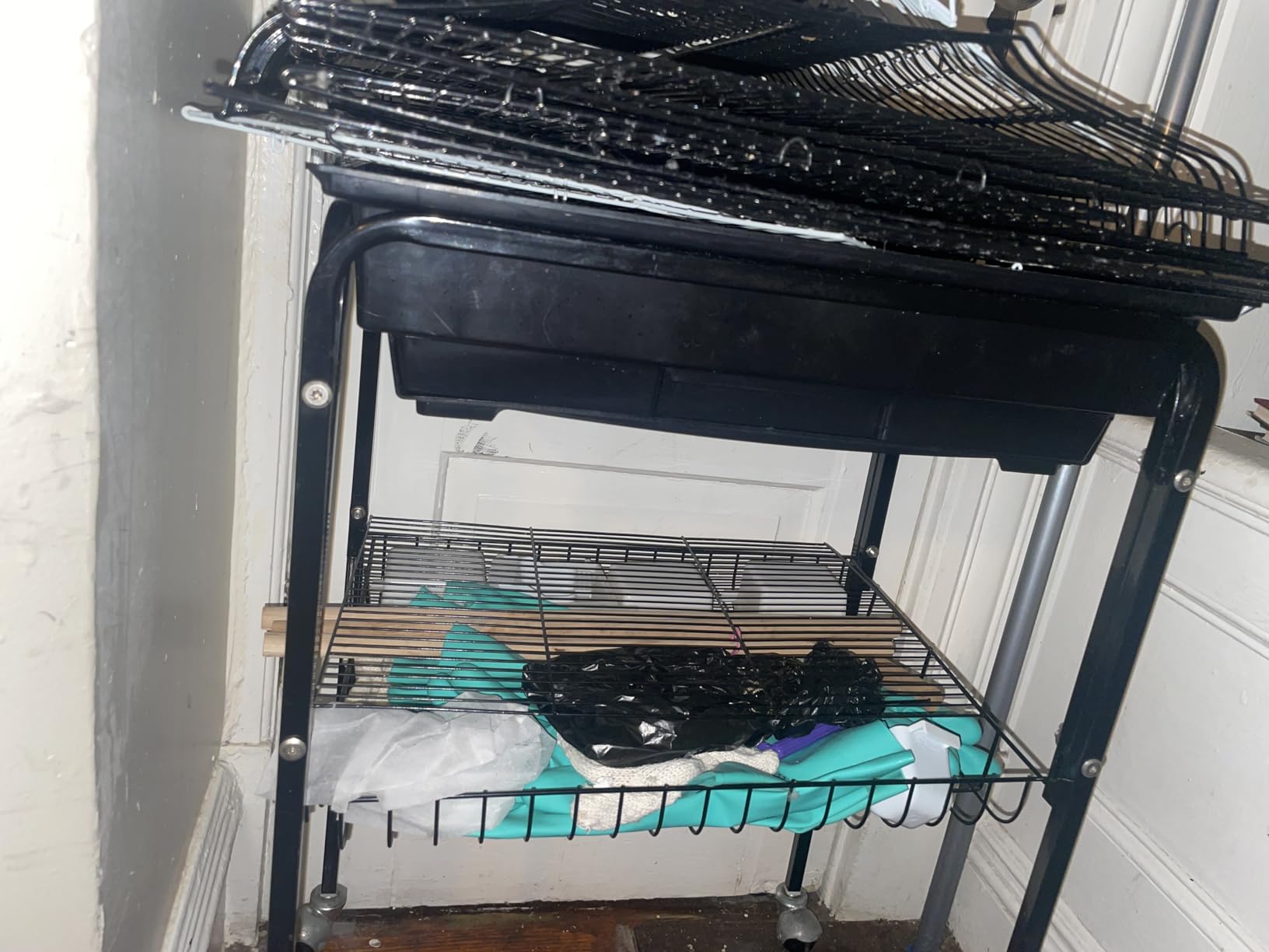 BestPet 64 inch Wrought Iron Bird Cage for Parakeets Medium Small Parrots Parakeet Cage with Detachable Rolling Stand & Play Open Top for Cockatiels Lovebird Finches Canaries (Black) customer photo 1