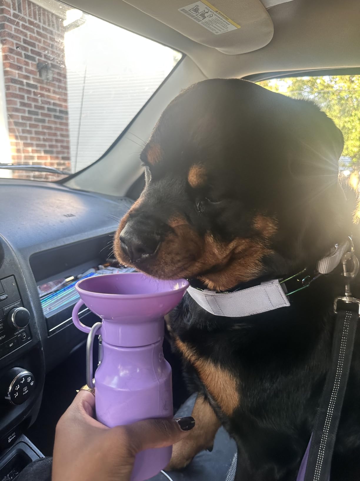 Springer by Springland 15oz Mini Dog Travel Water Bottle, Lilac, Portable Dispenser for Dogs & Puppies, Patented Leak-Proof Bowl, BPA-Free, One-Hand Squeeze, Carabiner Included | Shark Tank customer photo 1