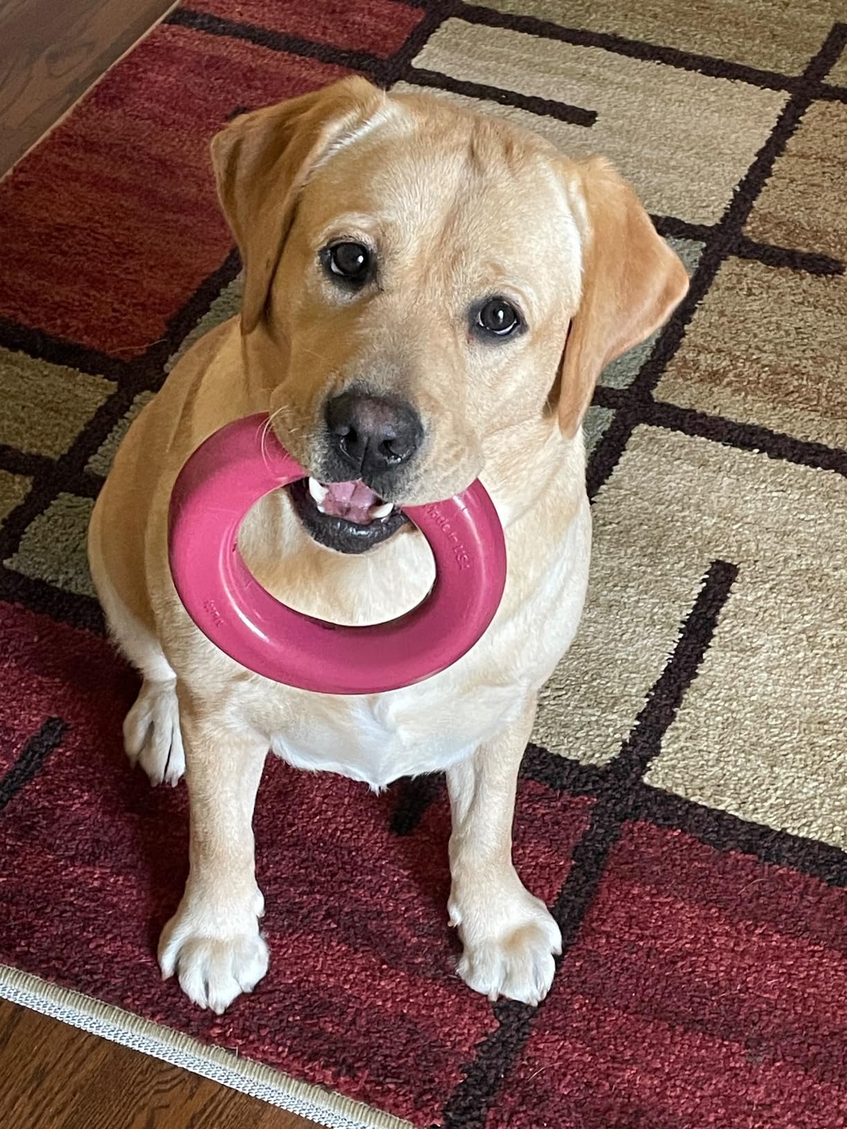 Mutty Dog Chew Ring - Made in USA Dog Toys for Chewers - One Meal Donated to Shelters per Toy - Durable Rubber Dog Toy - Non-Toxic 100% Food Grade Materials customer photo 1