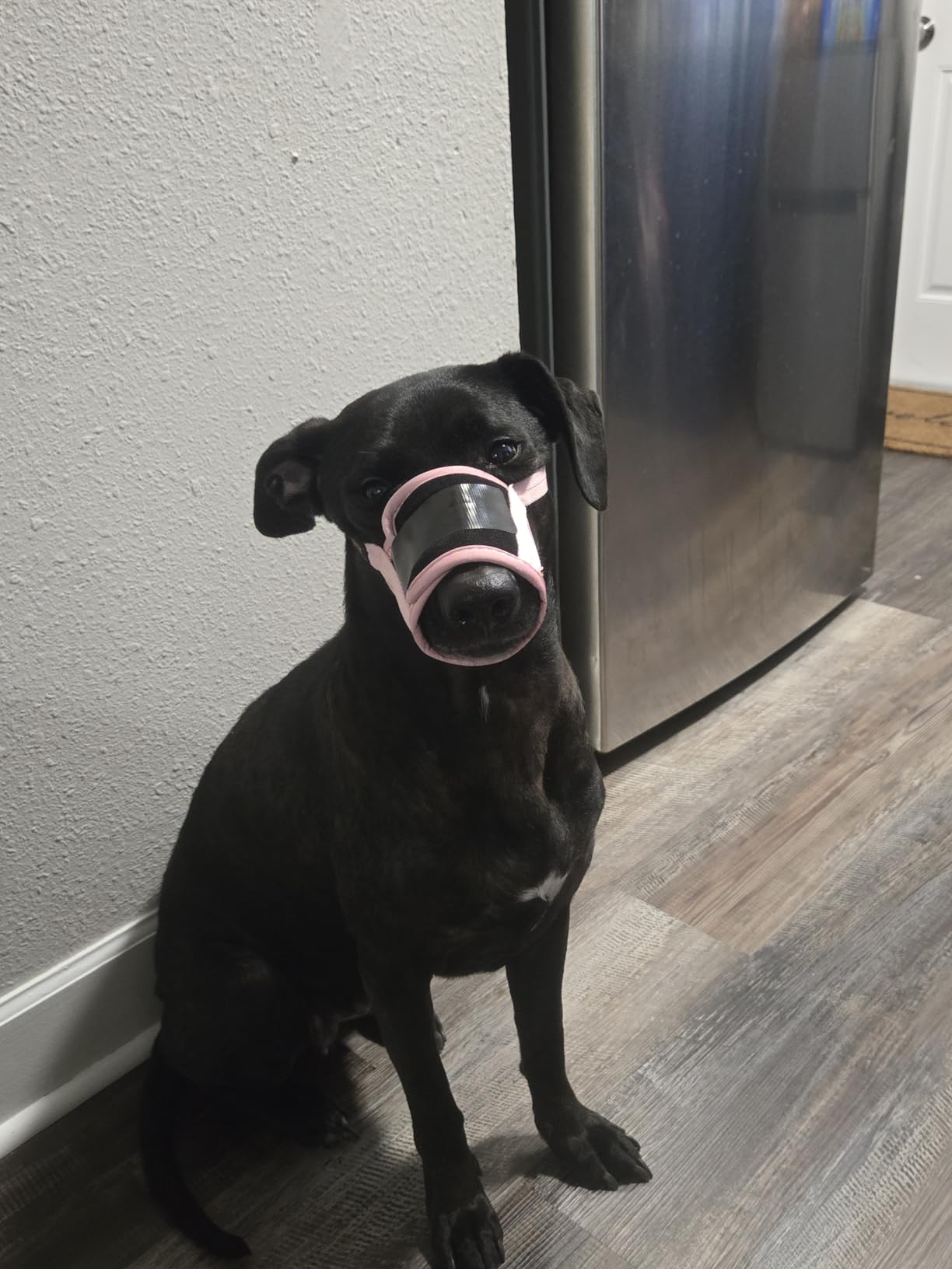 HEELE Dog Muzzle, Soft Nylon Muzzle Anti Biting Barking Chewing, Air Mesh Breathable Drinkable Adjustable Loop Pets Muzzle for Small Medium Large Dogs 4 Colors 4 Sizes (Best Seller) customer photo 2